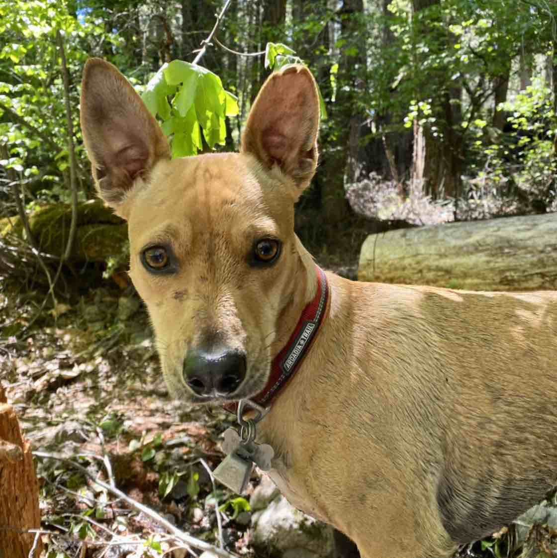 A picture of Winchester, a 5 years 4 months old Other Mix dog.