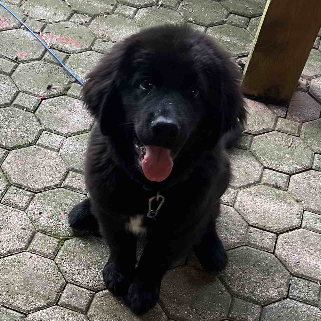 A picture of Hotchner, a 2 years 4 months old Other dog.
