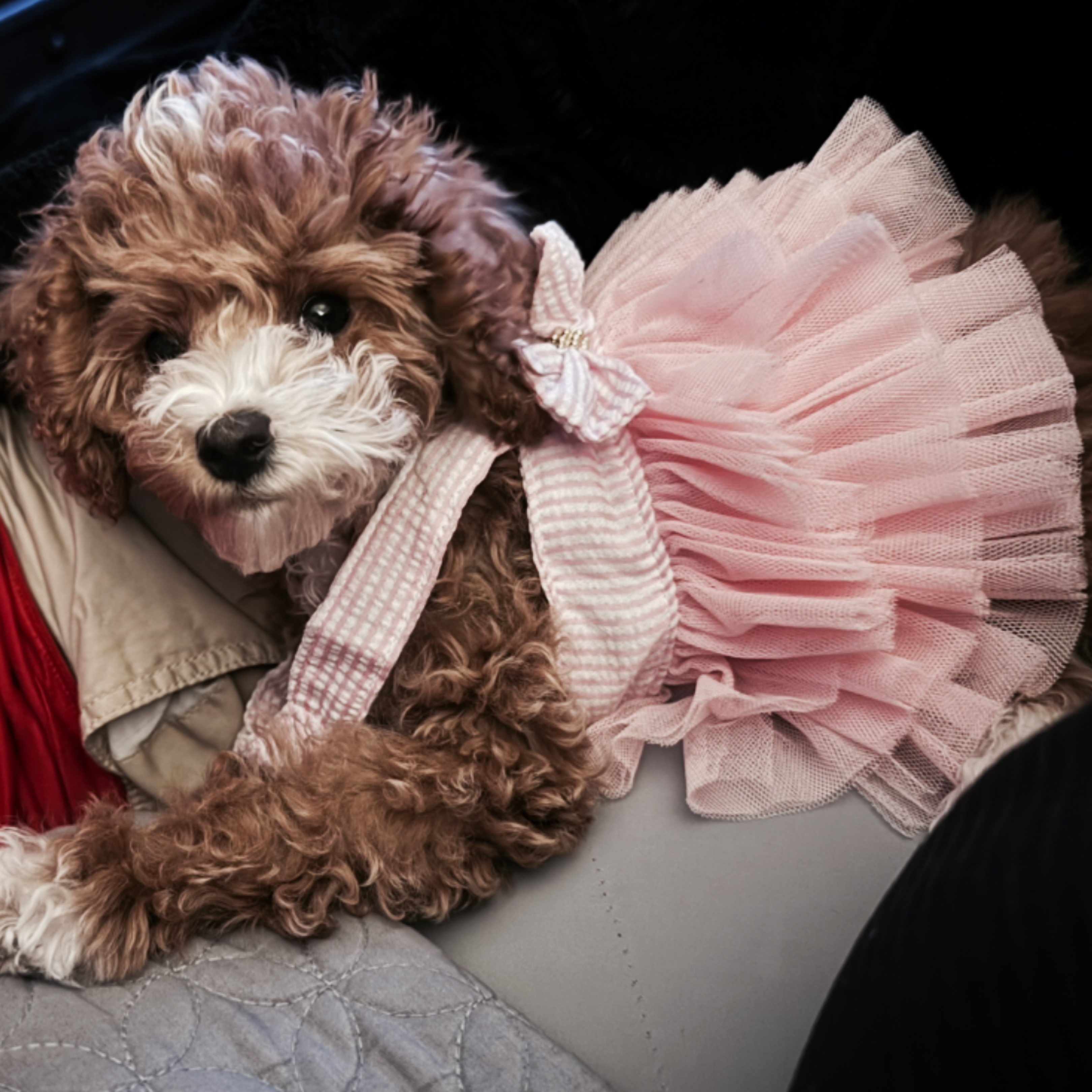 A picture of Tinny, a 4 months old Other dog.