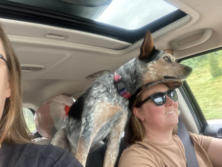 Dolly Parton Davis Fi Smart Dog Collar