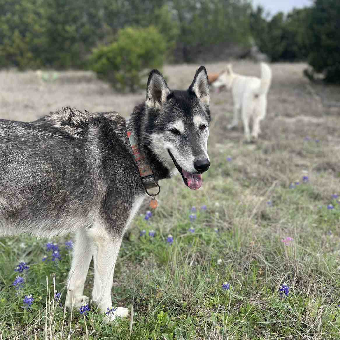 A picture of Waldo The Wolf, a 4 years 8 months old Other Mix dog.