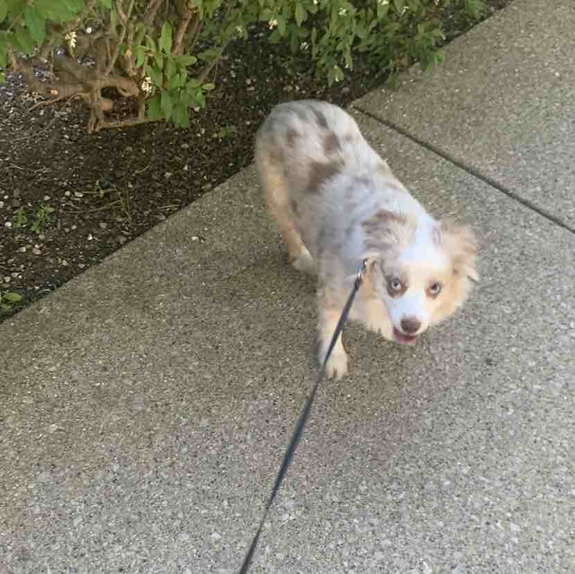 A picture of Casey, a 5 years 8 months old Other dog.