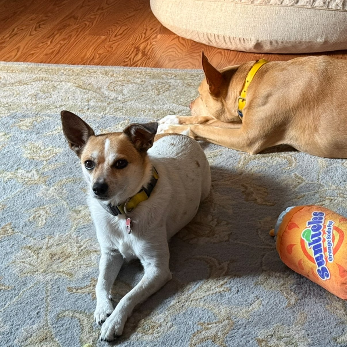 A picture of Missy Mae🐶 & Sophie Rose🐕, a 5 years 9 months old Jack Russell Terrier Mix dog.