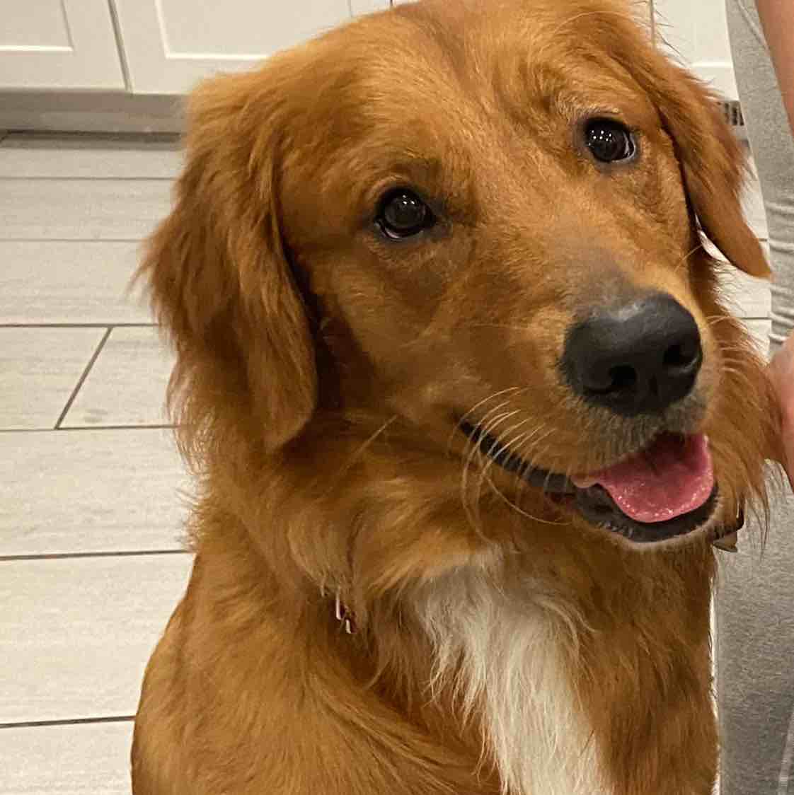A picture of Seamus, a 6 years 7 months old Other dog.