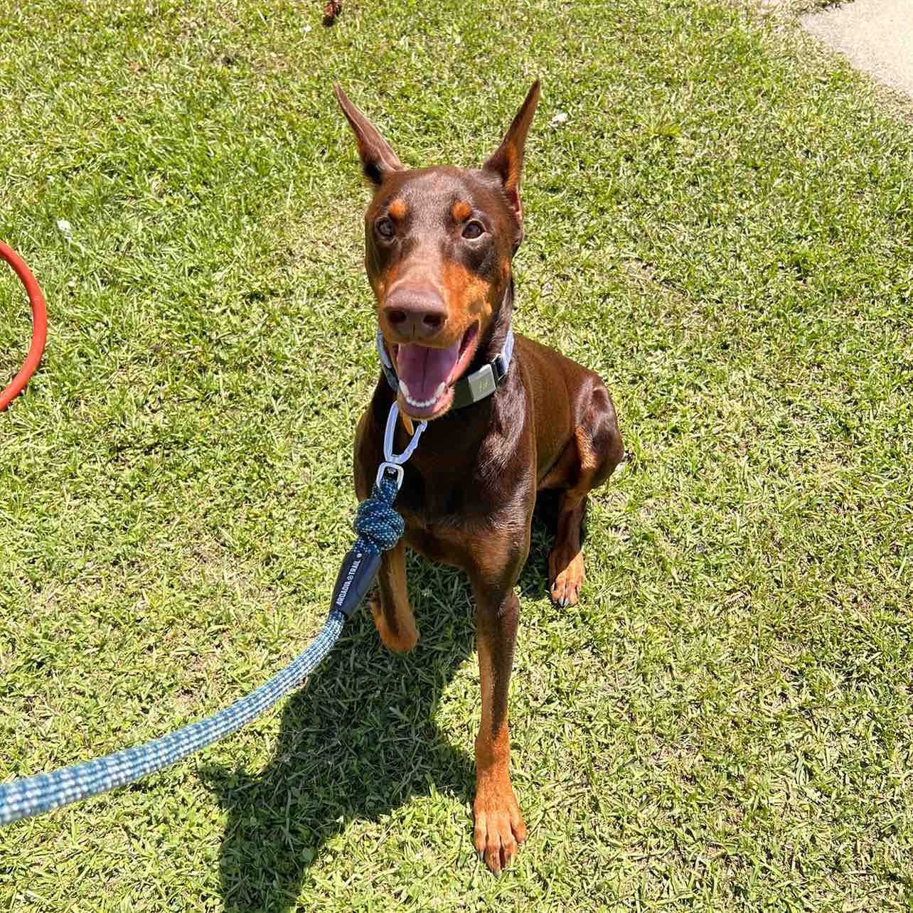 A picture of Prince Girod Morris, a 3 years 9 months old Other dog.