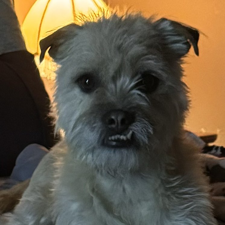 A picture of Willie (Rex) Ott, a 2 years 7 months old Other Mix dog.
