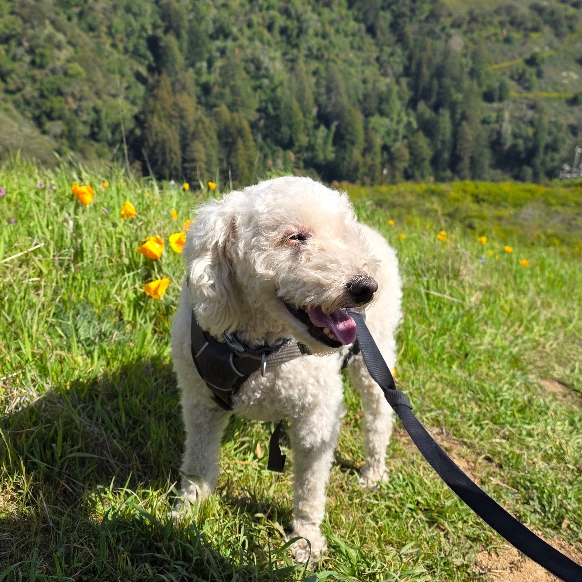 A picture of Argos, a 10 years 1 month old Other dog.
