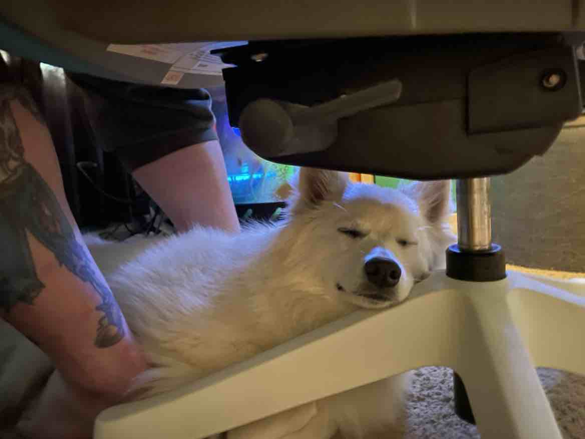 A picture of Pike, a 5 years 5 months old American Eskimo Dog dog.