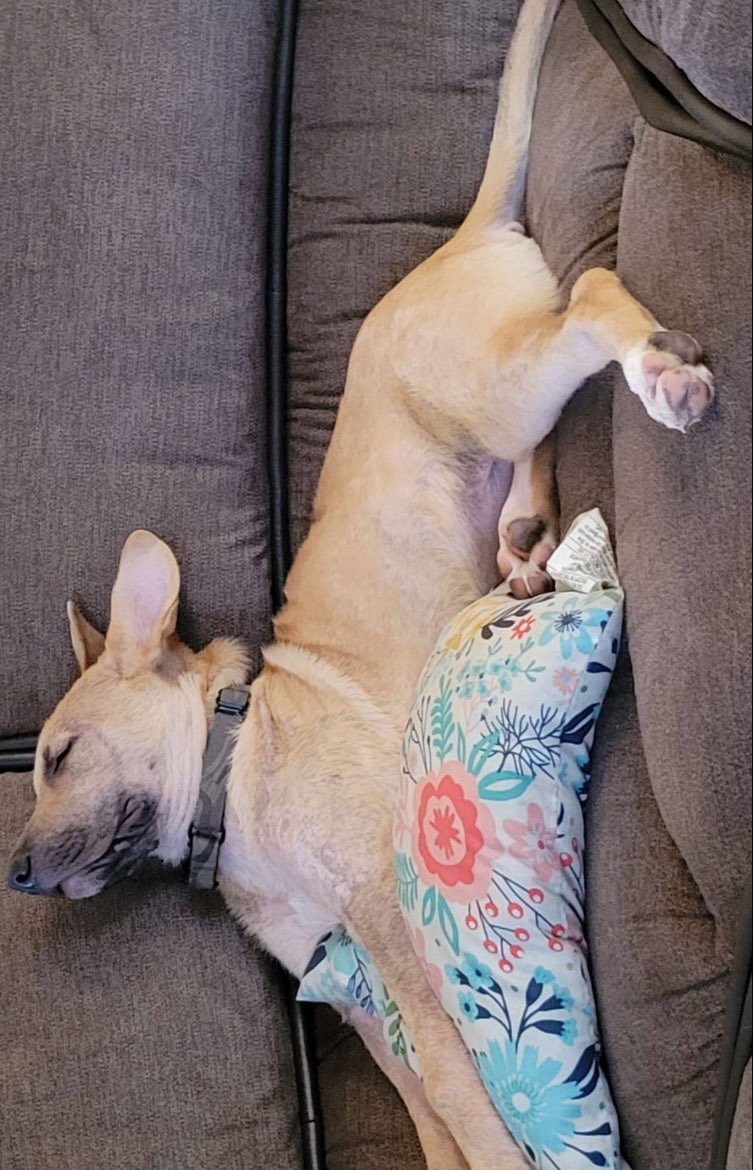 A picture of Tsunade, a 3 years 6 months old Other Mix dog.
