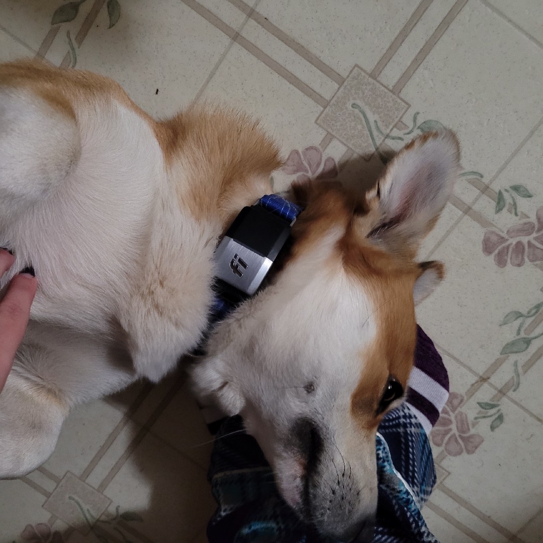 A picture of Mooes, a 5 years 7 months old Other Mix dog.