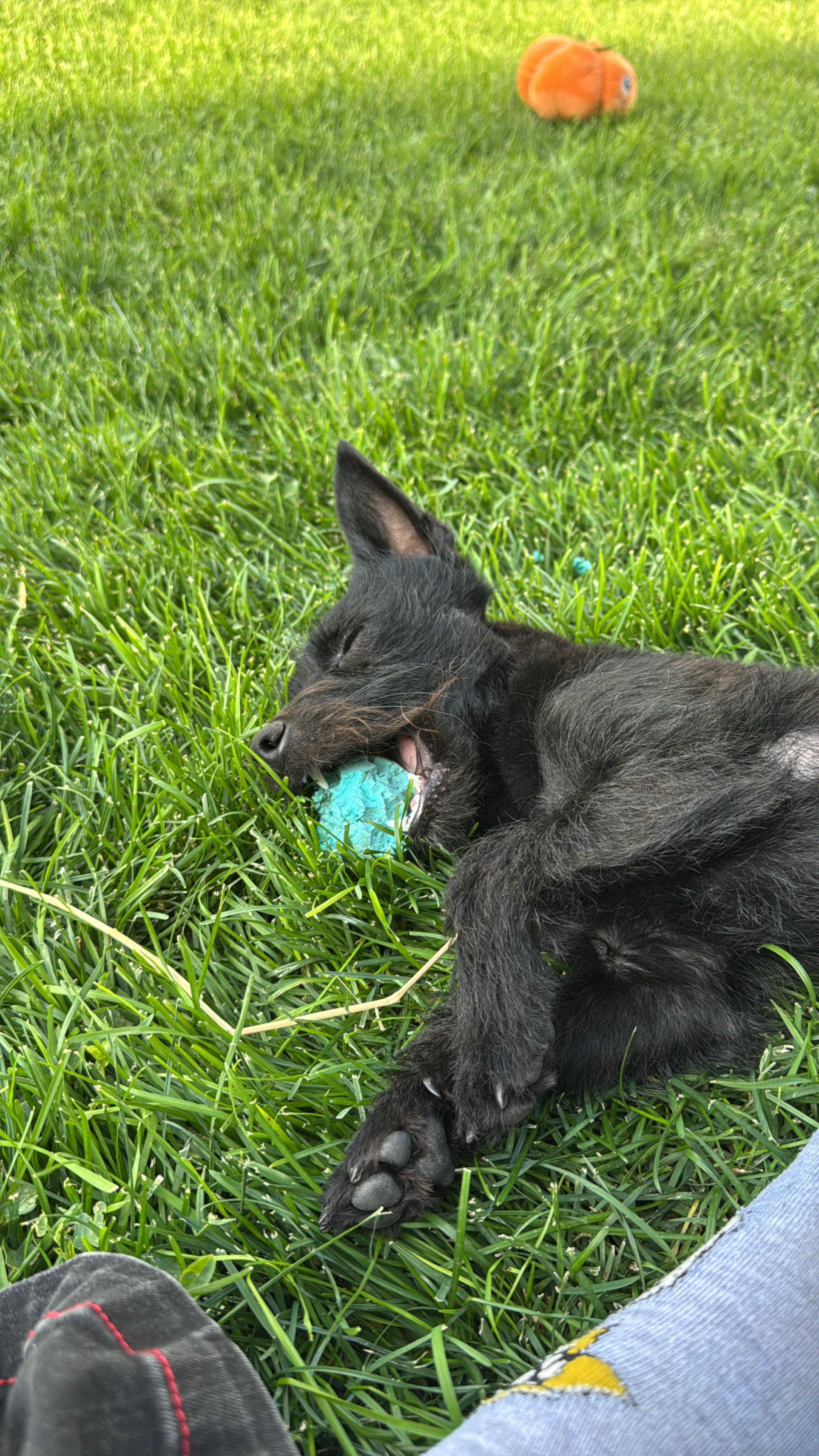A picture of Astro, a 11 months old Other Mix dog.
