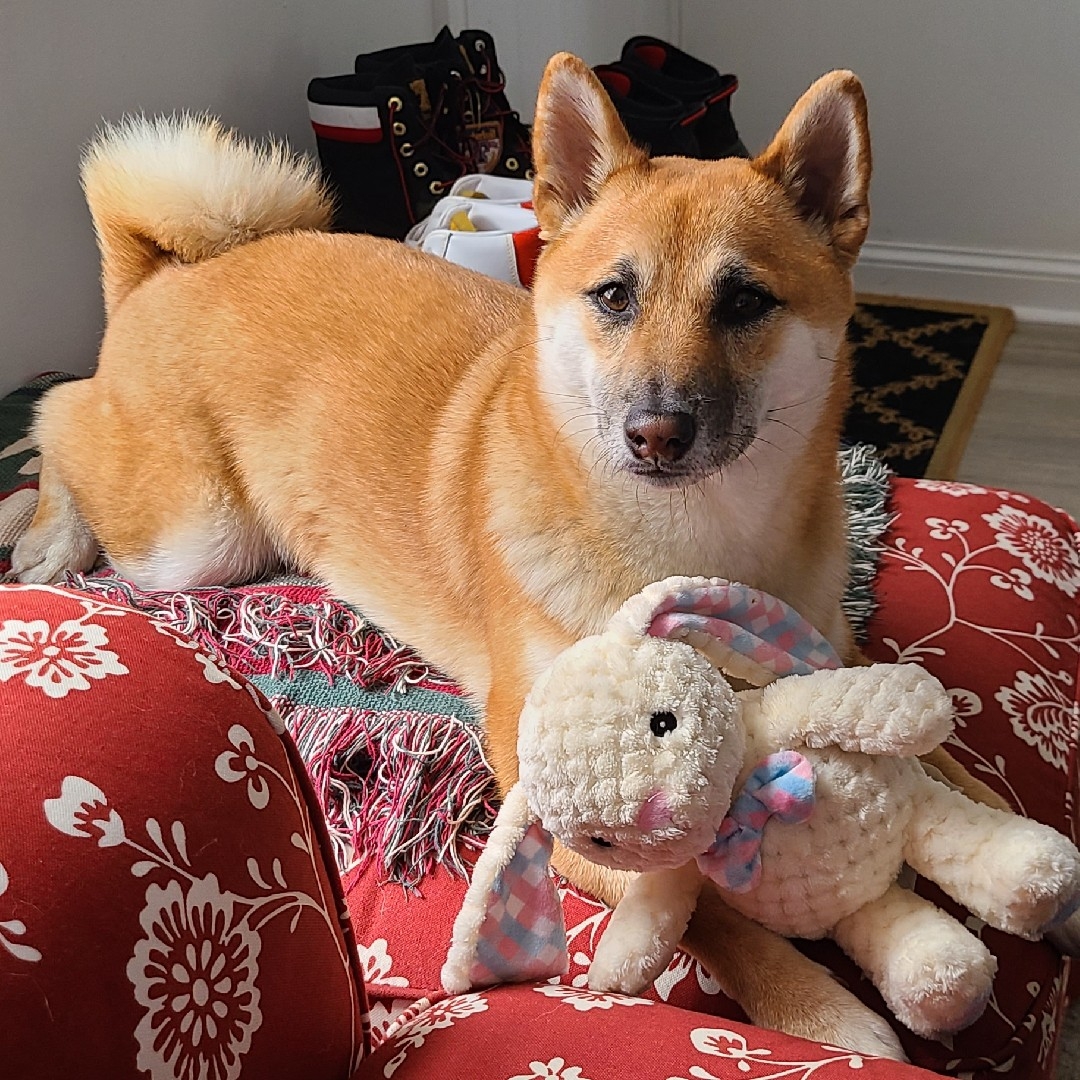 A picture of Layla, a 4 years 10 months old Other dog.
