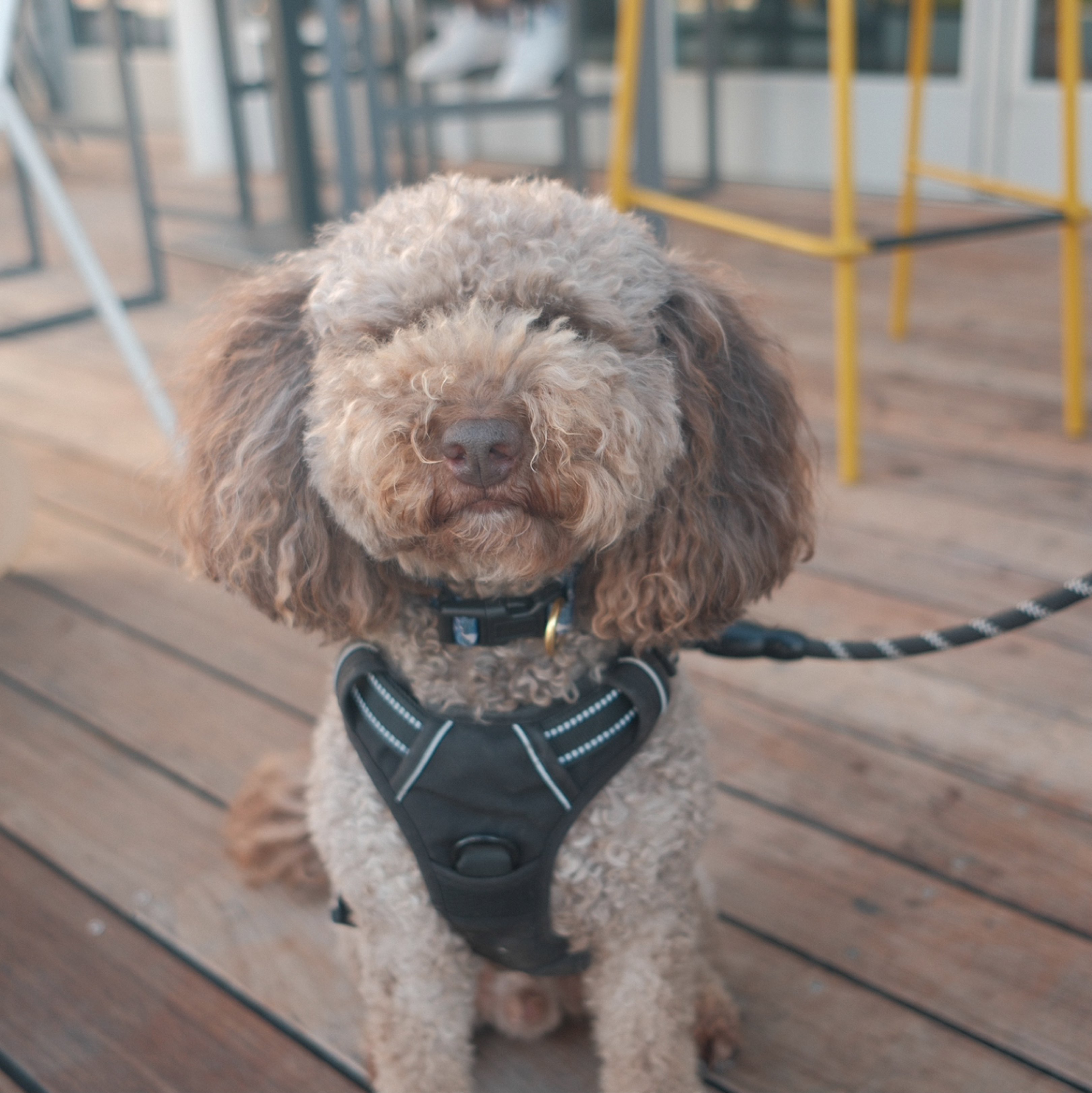 A picture of Bronson, a 7 years 8 months old Other dog.