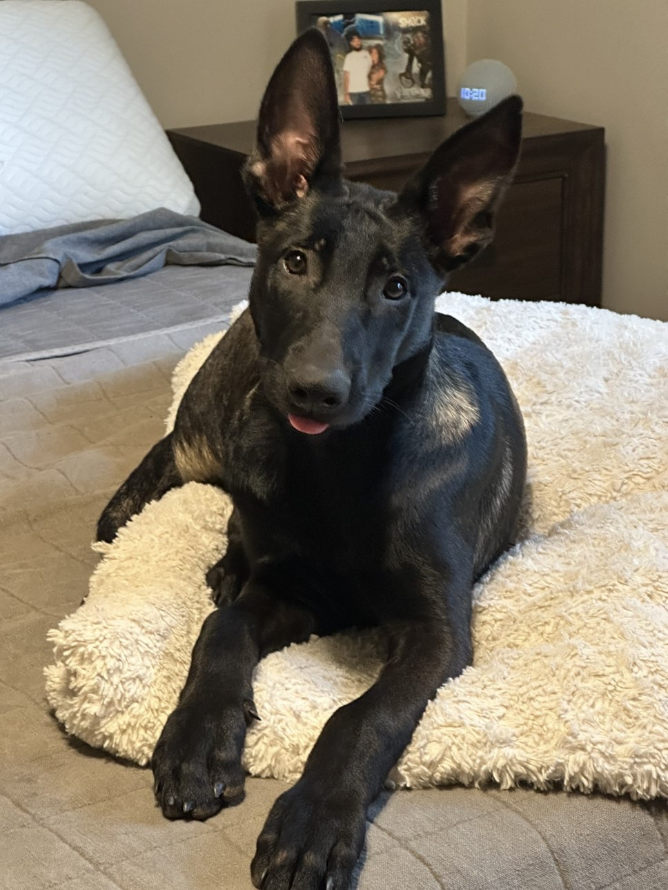 A picture of Reptar, a 1 year 2 months old Other dog.
