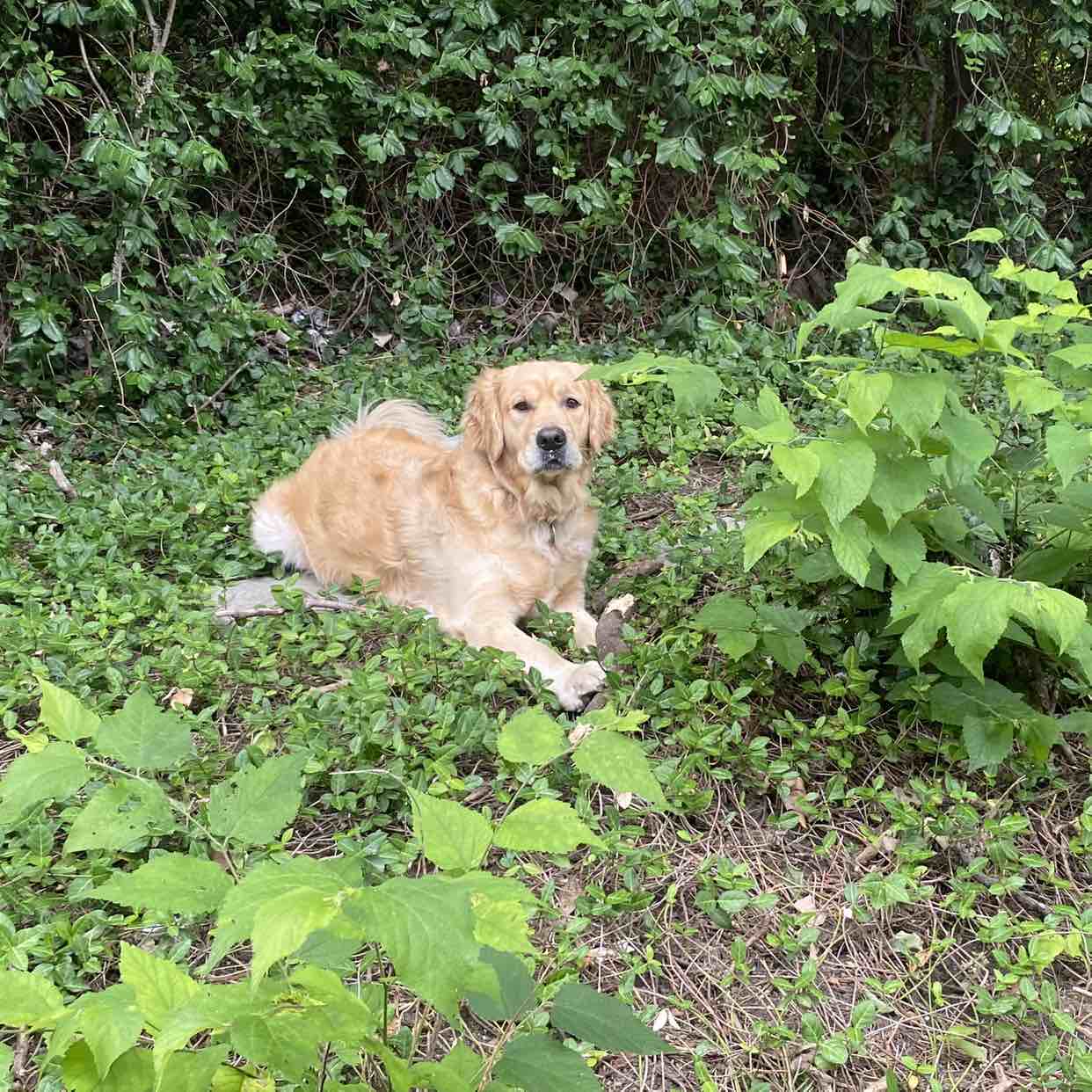 A picture of Gator, a 5 years 6 months old Golden Retriever dog.