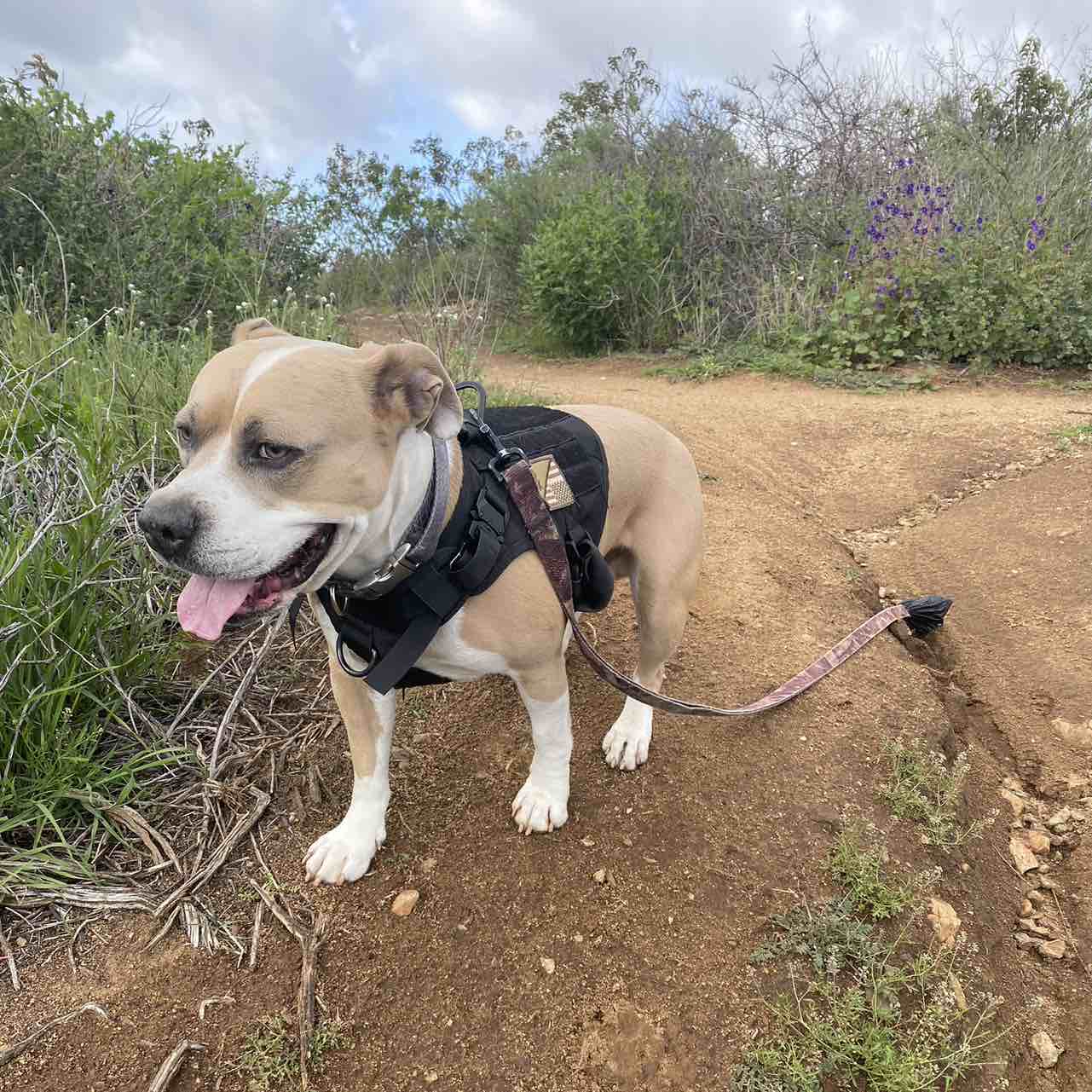A picture of Chico Lopez, a 6 years 11 months old Other Mix dog.