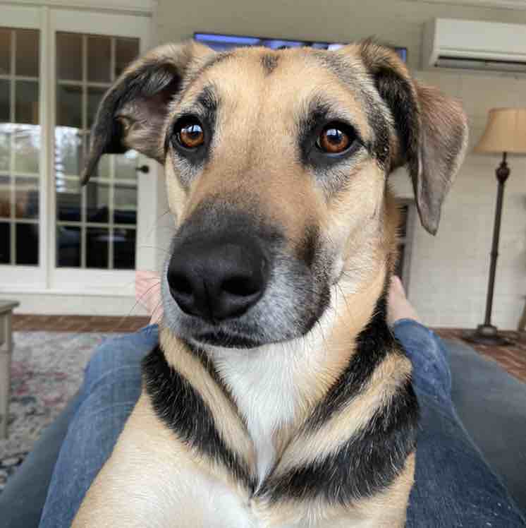 A picture of Maisy, a 5 years 5 months old Other Mix dog.