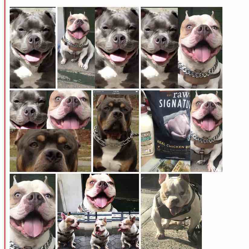 A picture of Chico, a 5 years 9 months old Other dog.