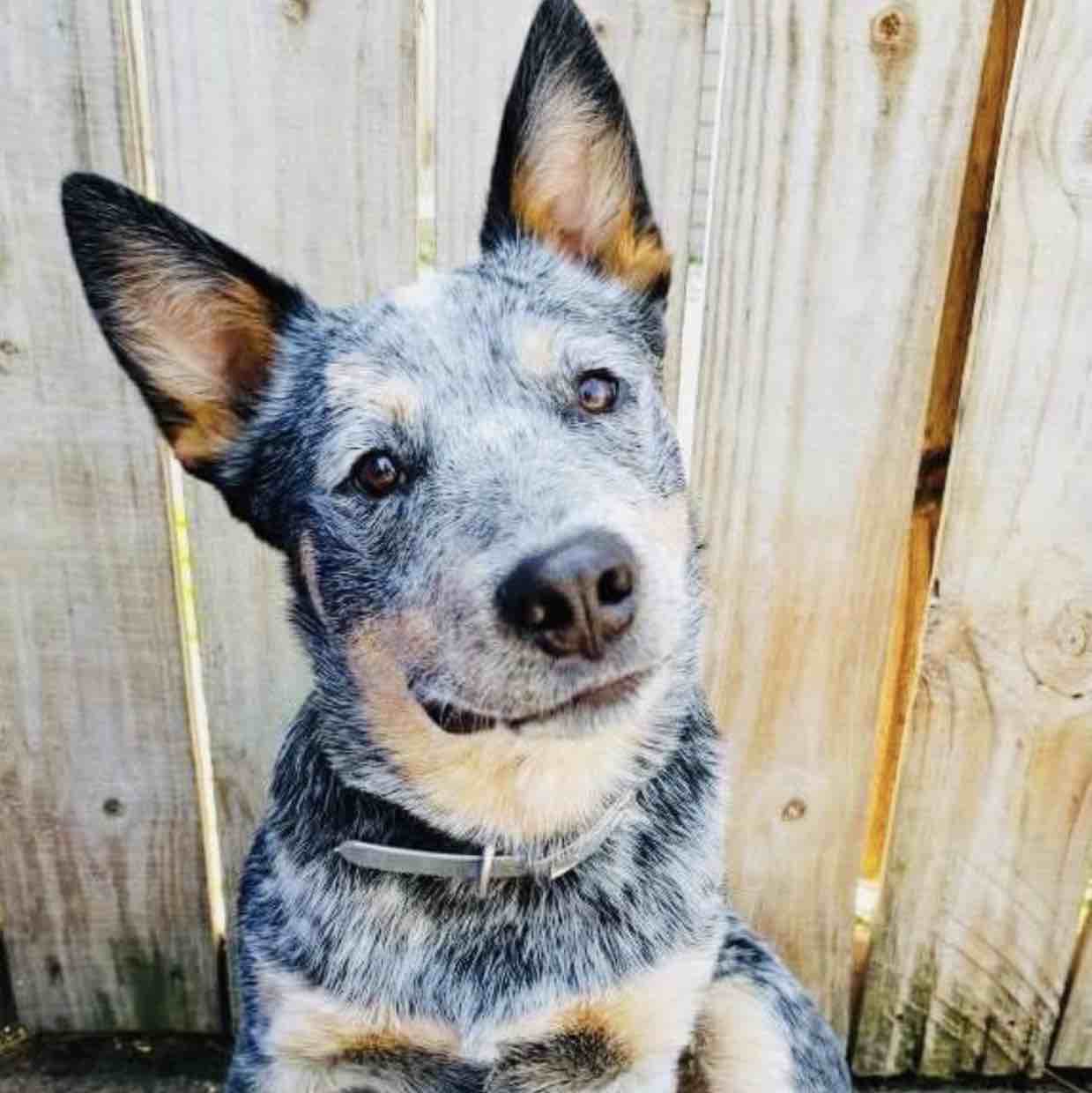 A picture of Puk, a 5 years 1 month old Other dog.