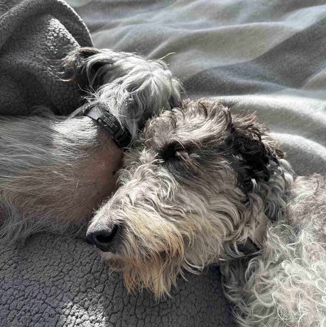 A picture of Willa, a 5 years 4 months old Other Mix dog.