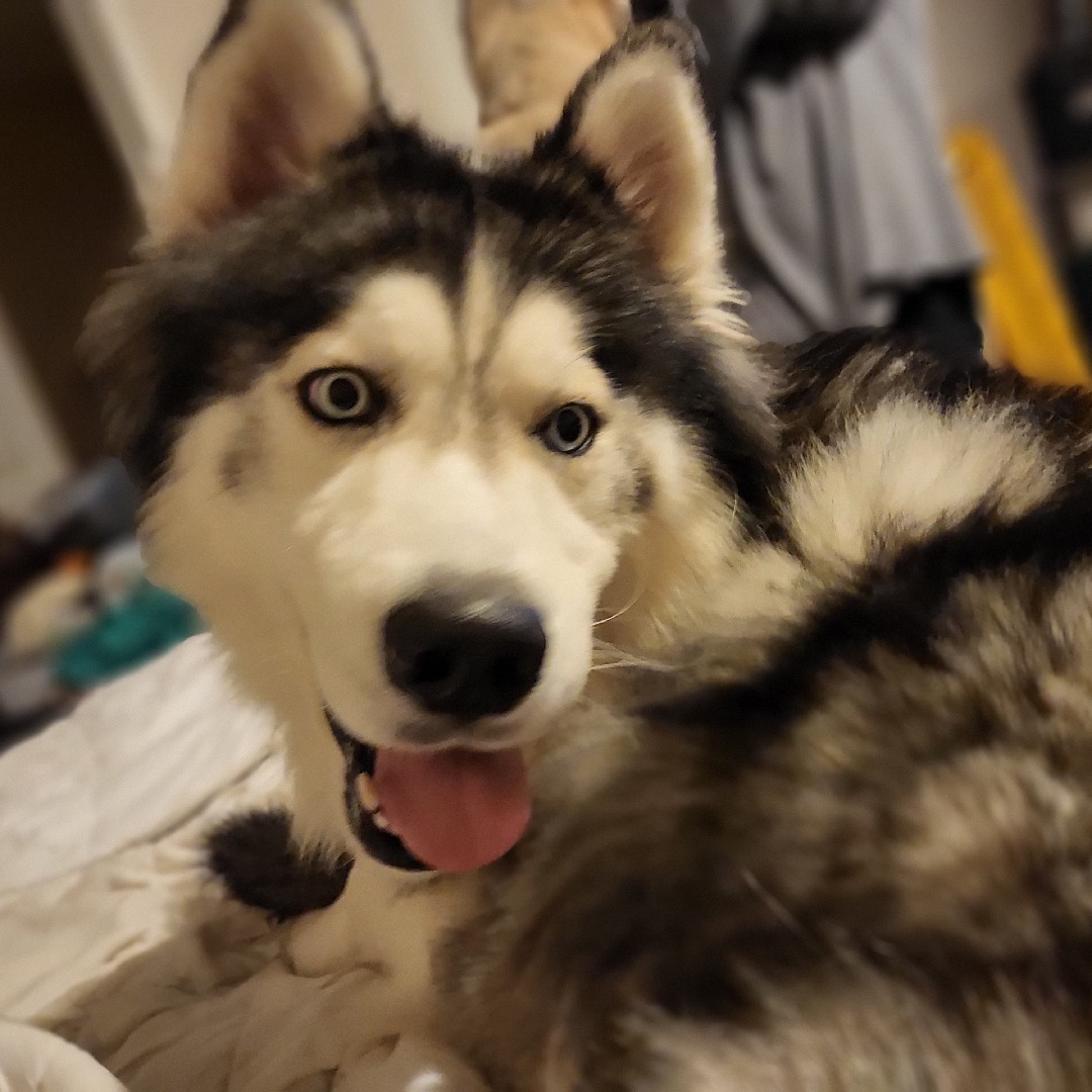 A picture of Bojack, a 6 years old Other dog.