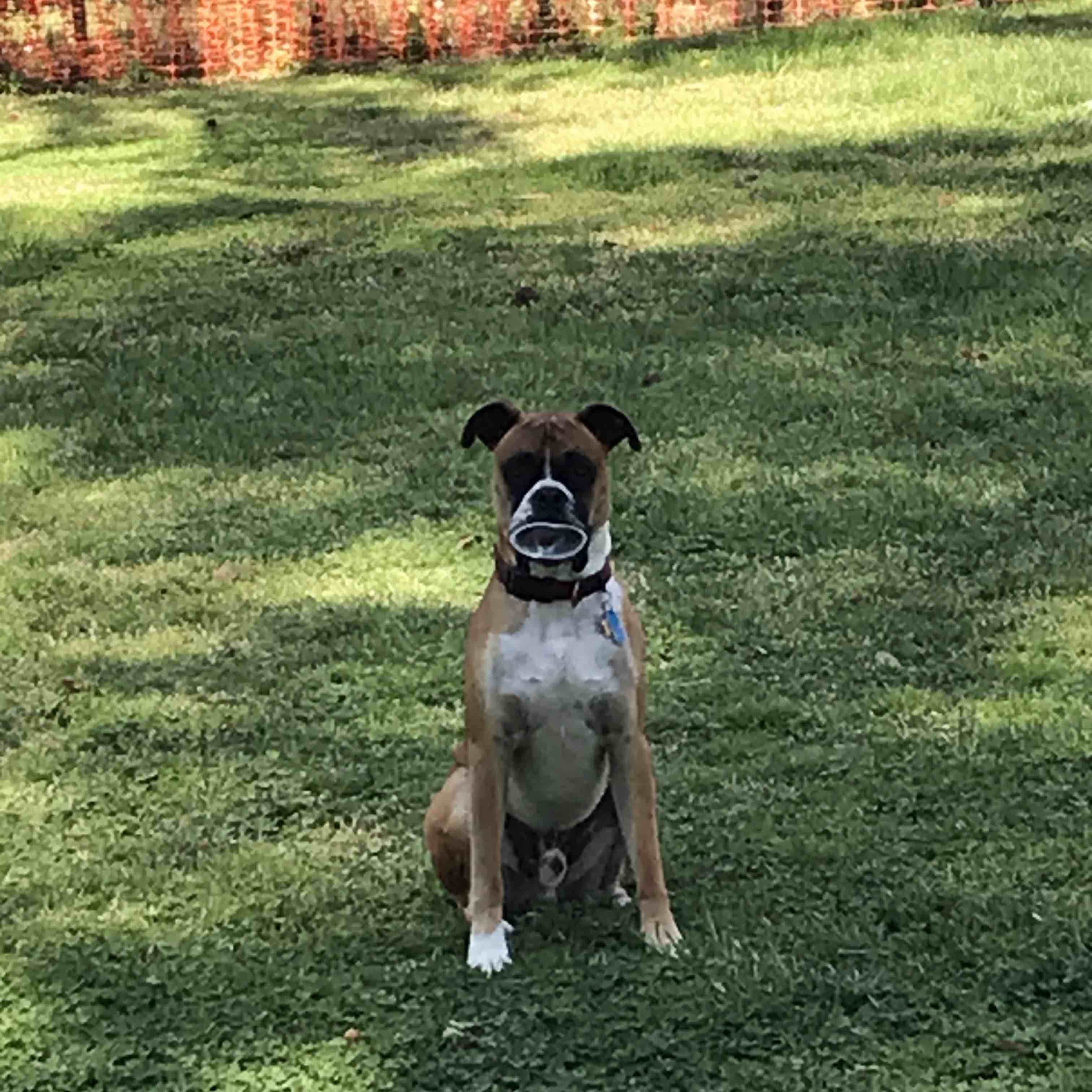 A picture of Ocie, a 5 years 5 months old Other dog.