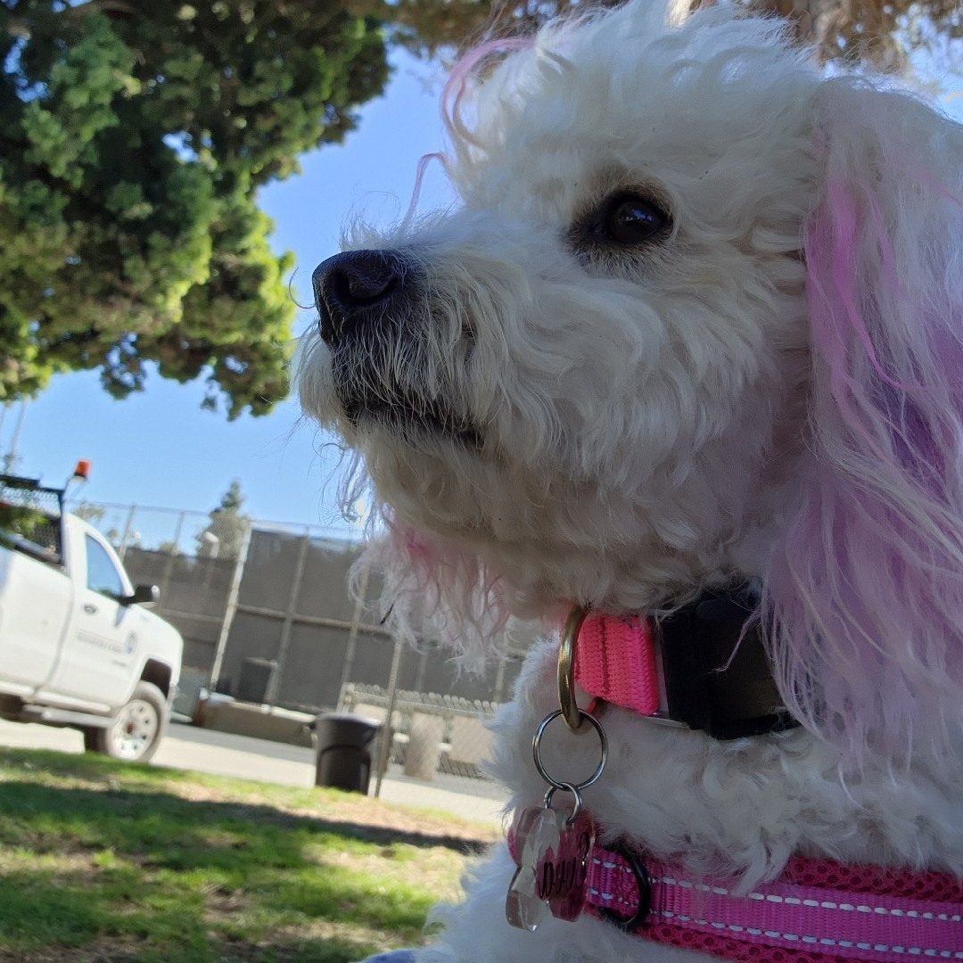 A picture of Evva Farell, a 9 years 7 months old Other Mix dog.