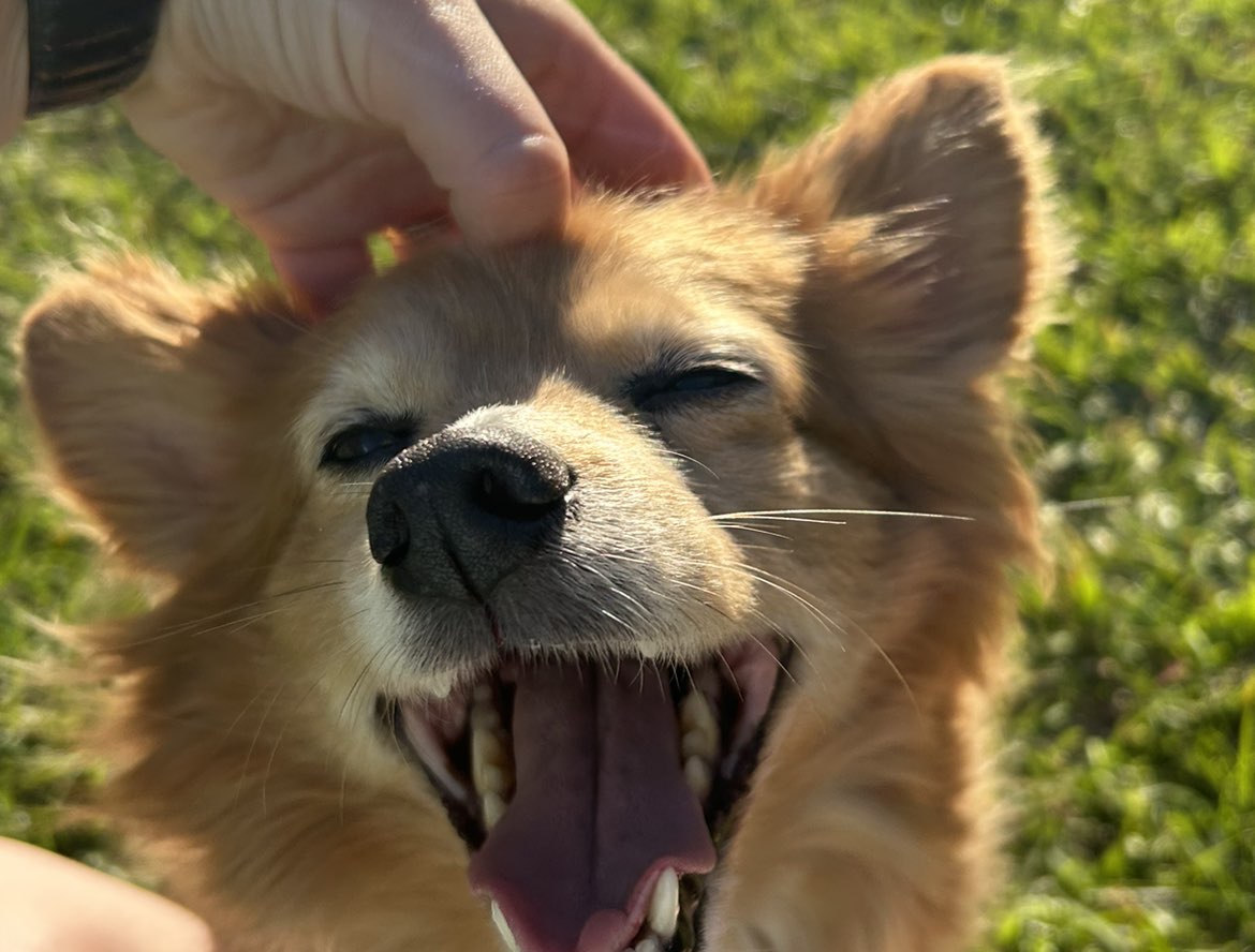 A picture of Dobby, a 12 years 2 months old Other Mix dog.