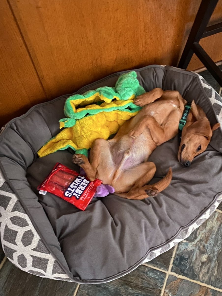 A picture of Lex Luthor, a 3 years 1 month old Other Mix dog.