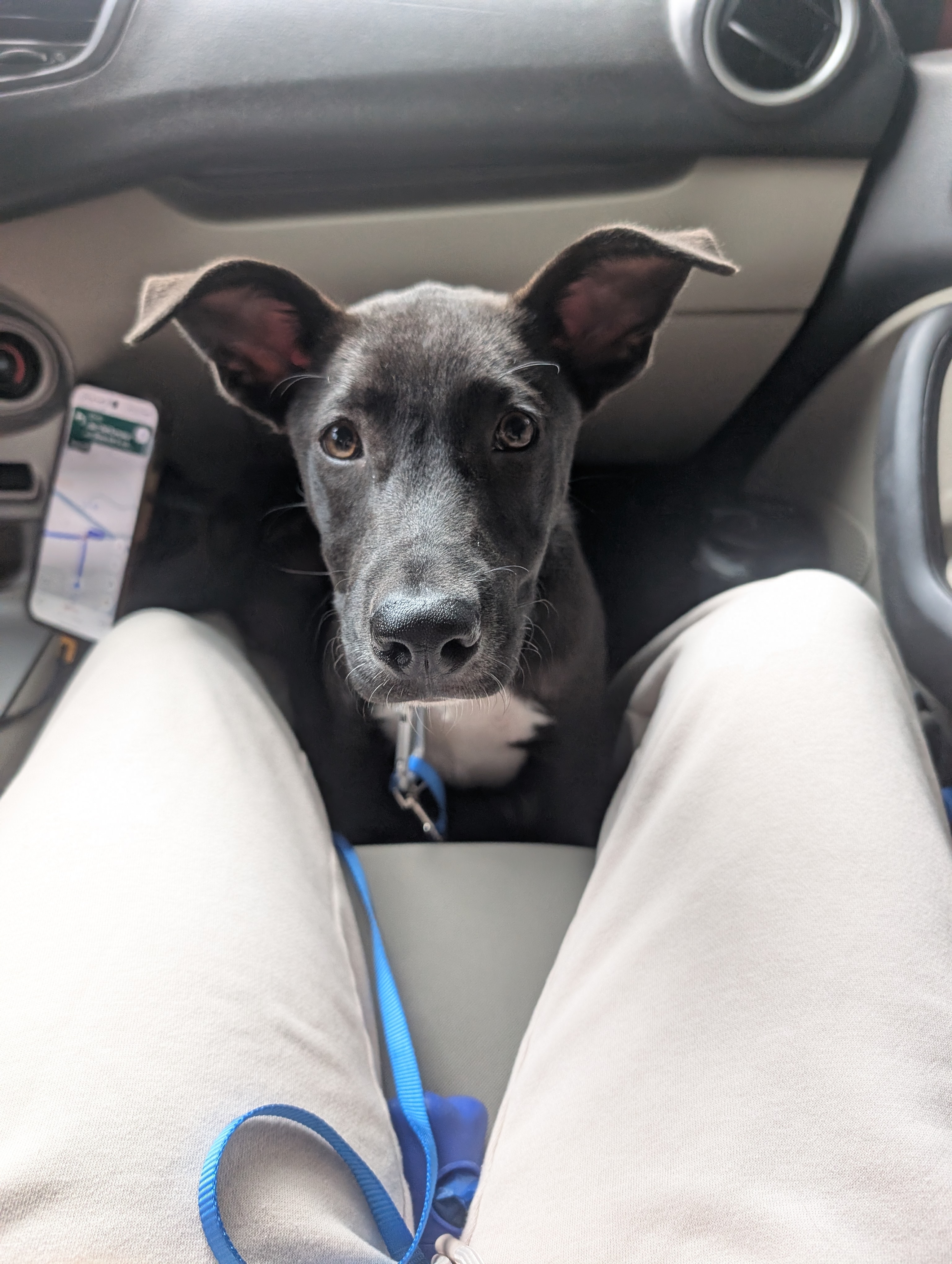 A picture of Pascal, a 5 months old Other Mix dog.