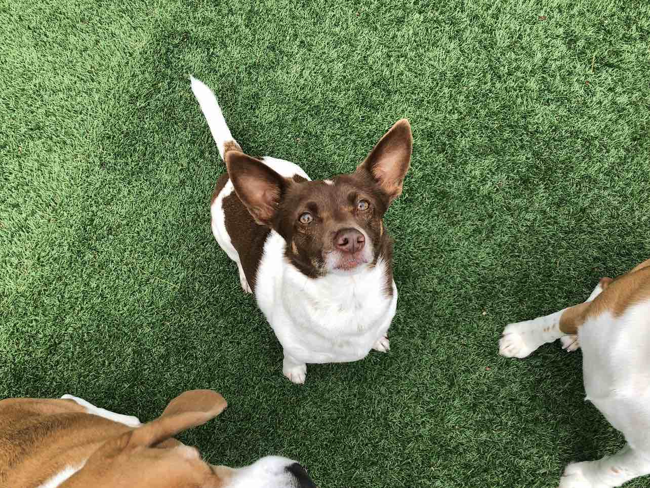 A picture of Tito, a 7 years 11 months old Other Mix dog.