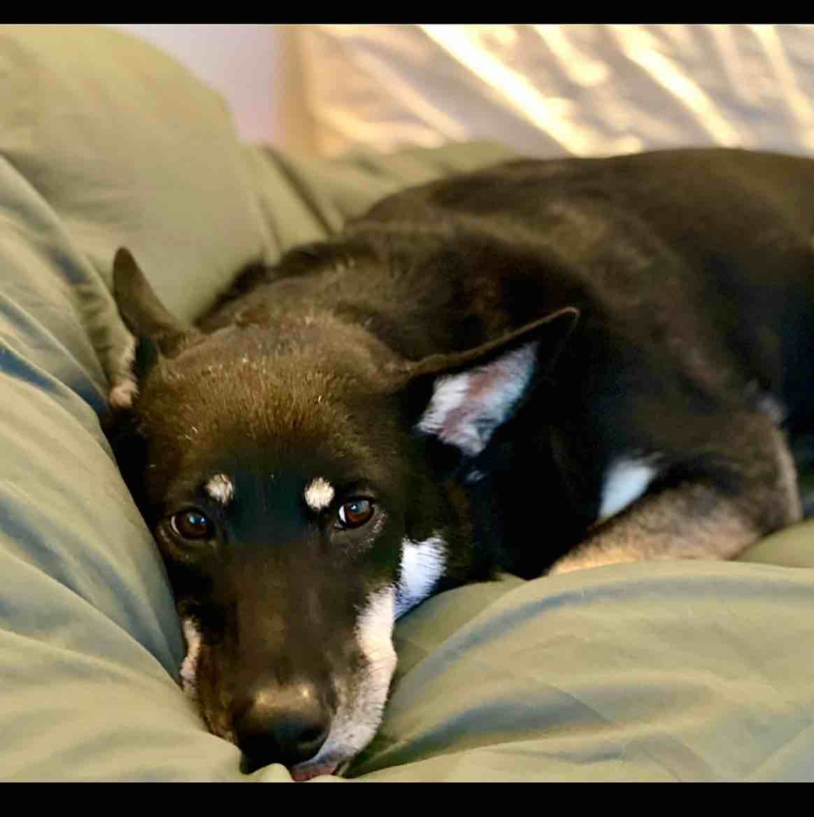 A picture of Harper, a 6 years 5 months old Other Mix dog.