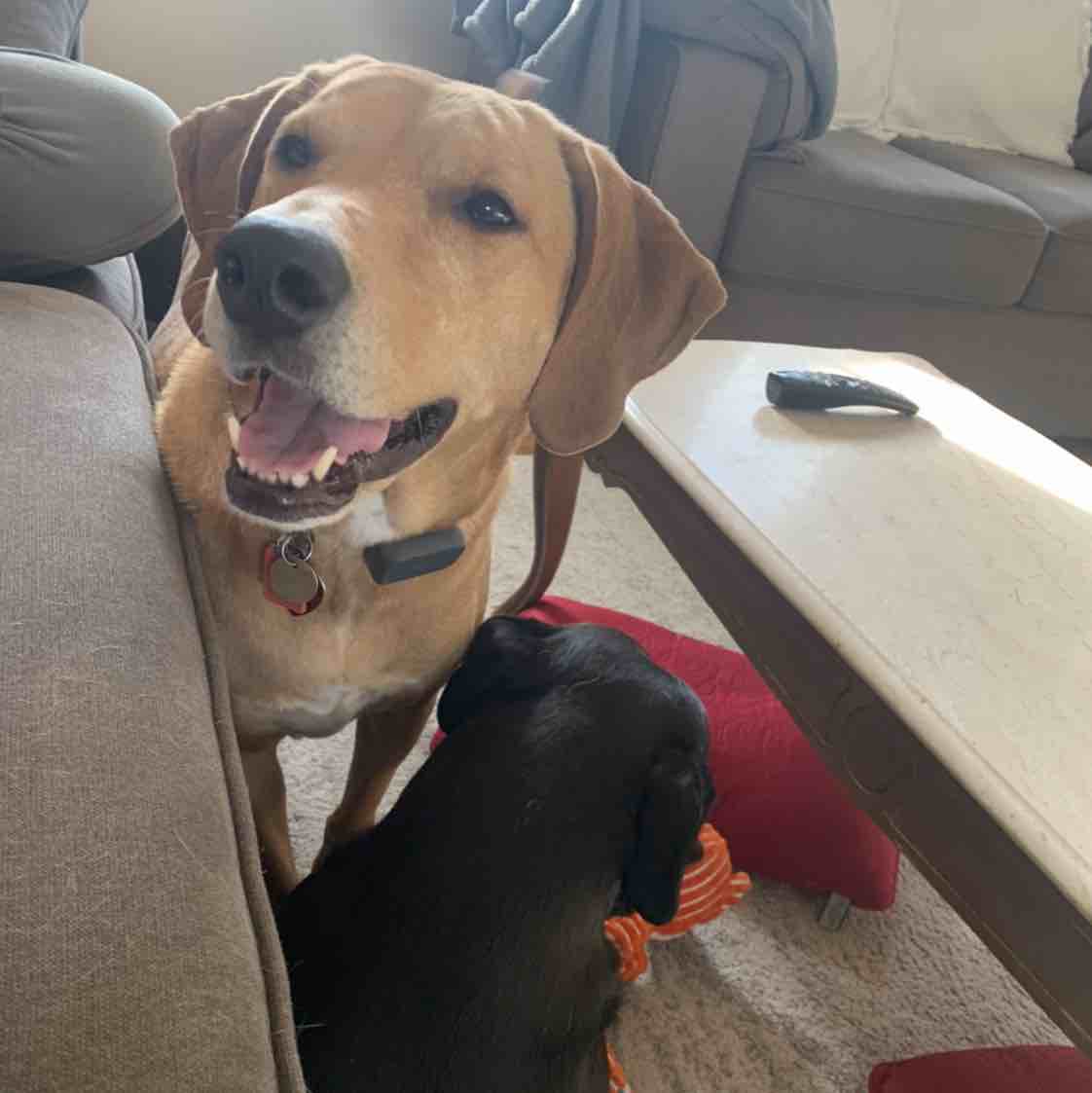 A picture of Appa, a 9 years 4 months old Other Mix dog.