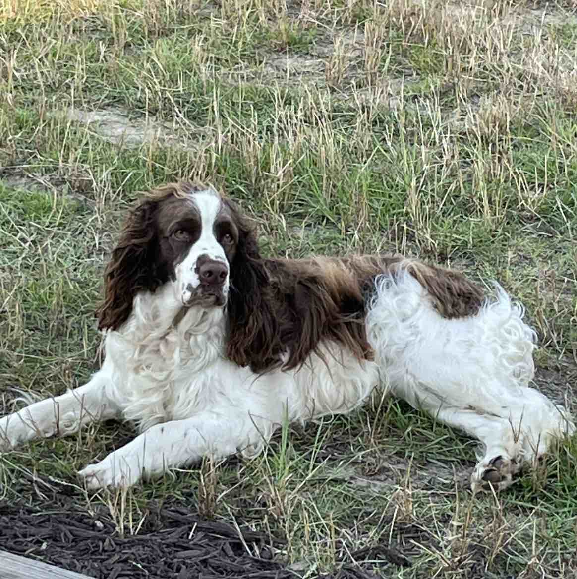 A picture of Daisy May, a 5 years 8 months old Other dog.