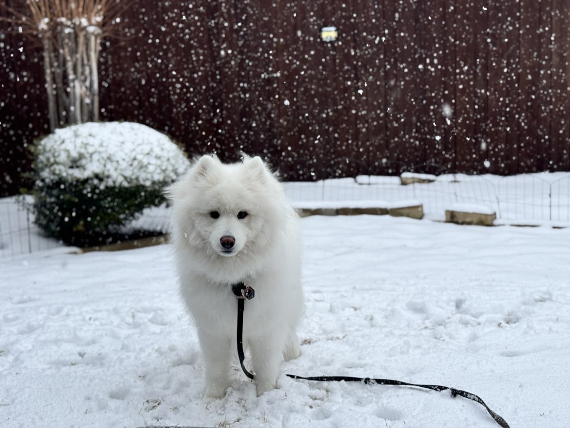 A picture of Winslo, a 2 years 6 months old Other dog.
