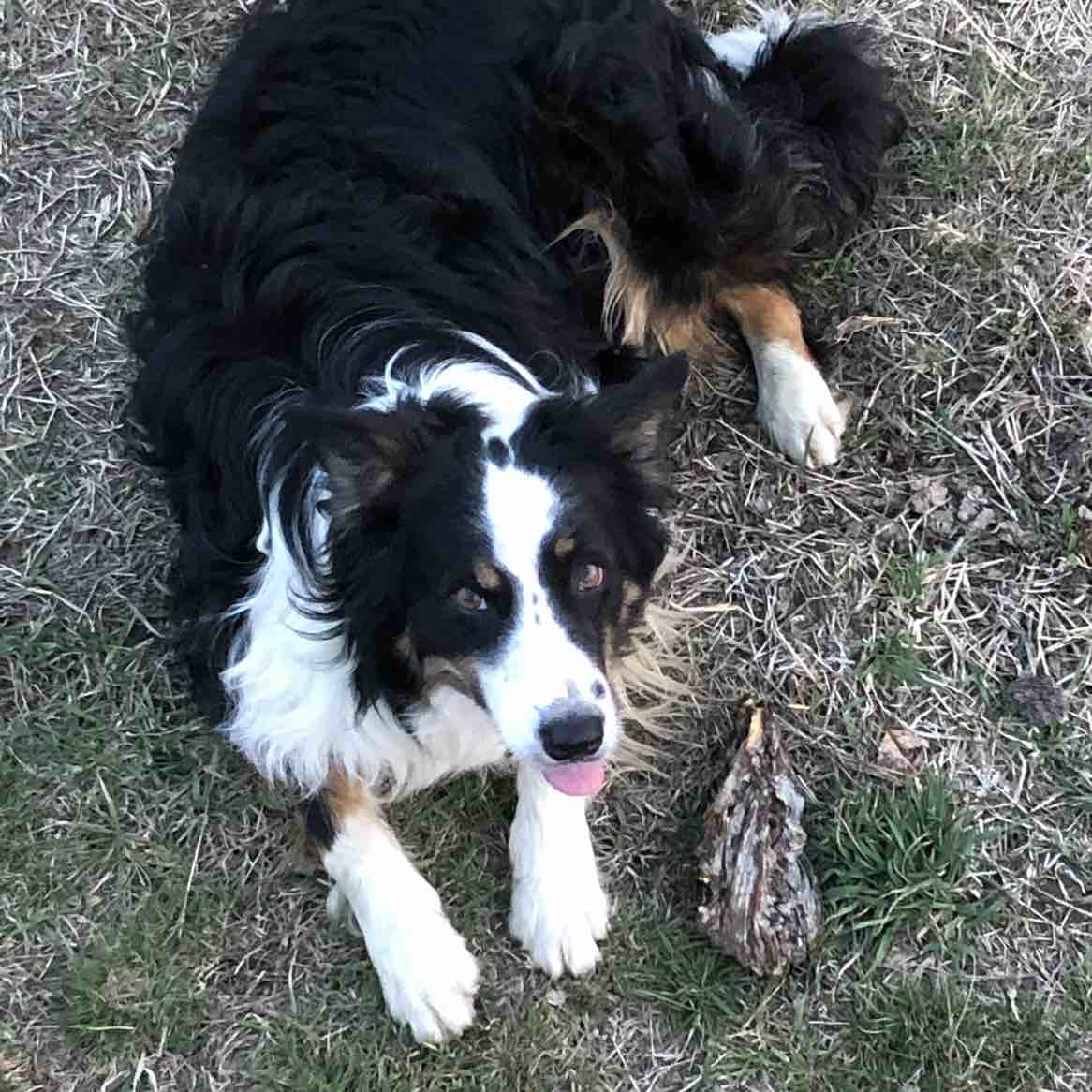 A picture of Grey Collar, a 10 years 1 month old Other dog.