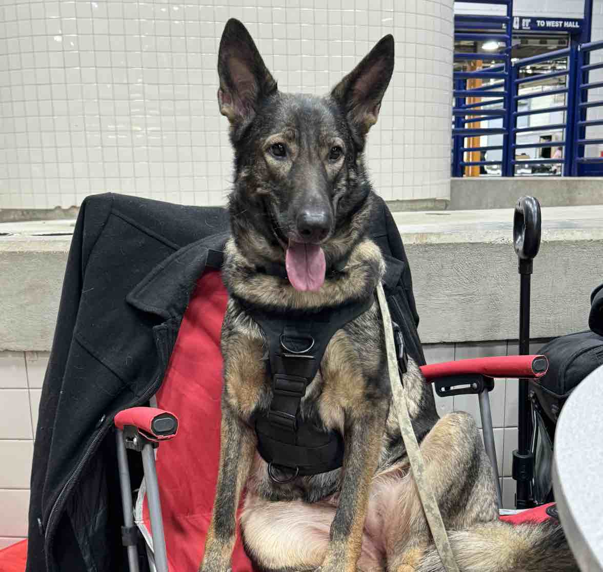 A picture of Ruby Da Cherry, a 4 years 5 months old Other dog.