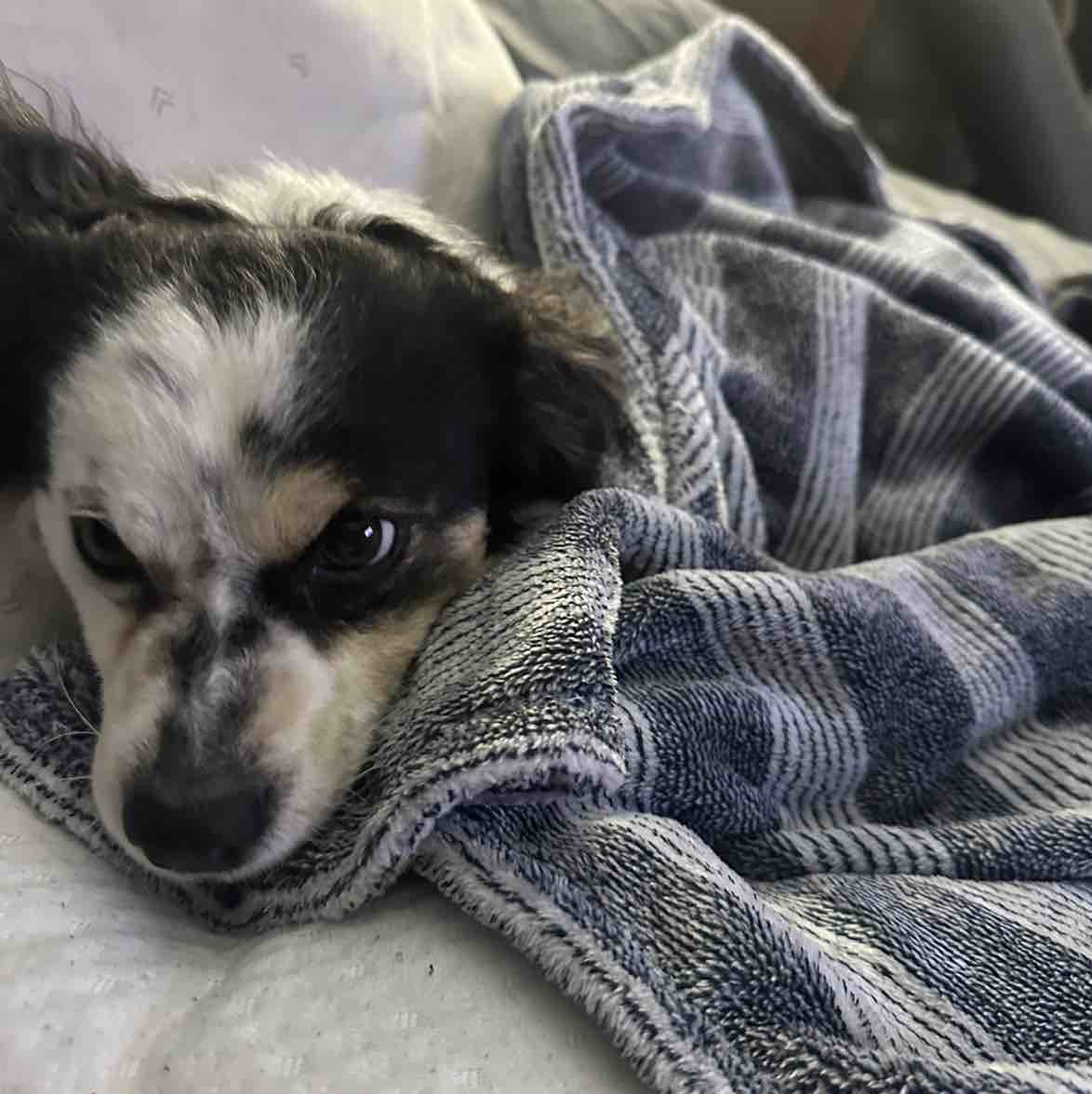 A picture of Baki, a 4 years 10 months old Other Mix dog.