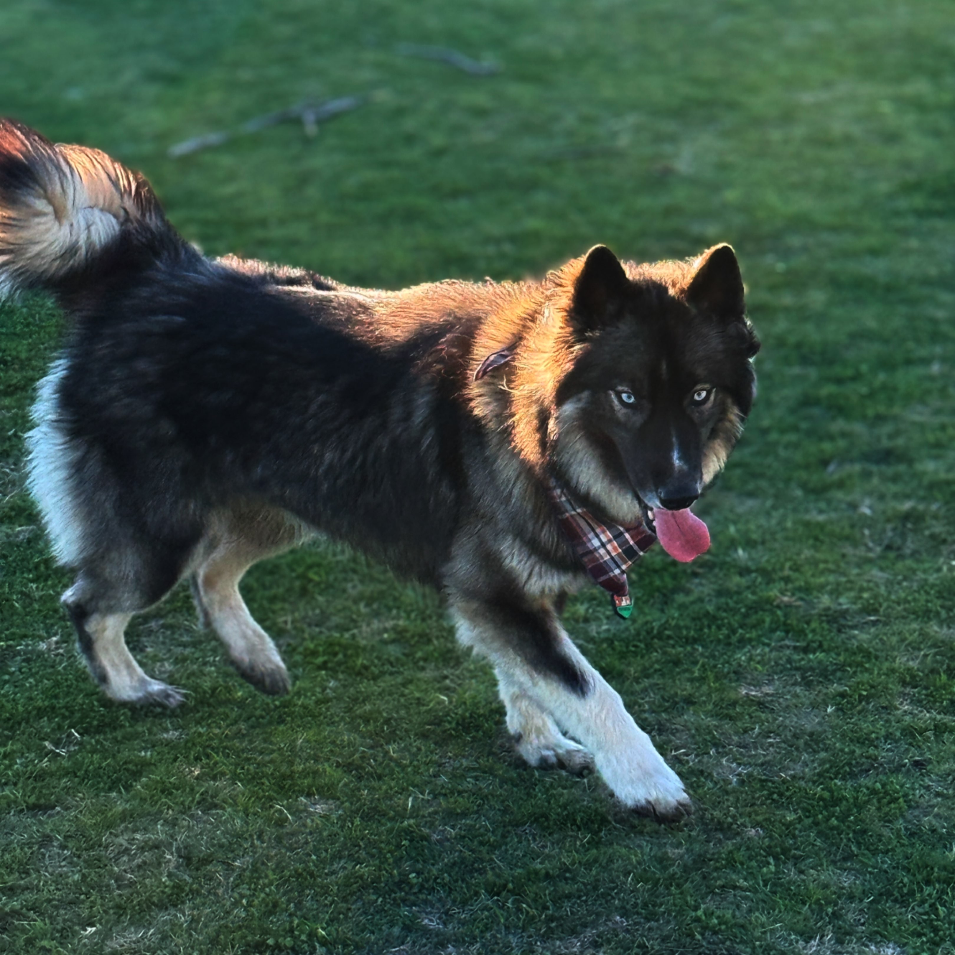 A picture of Rhea, a 1 year 10 months old Other dog.