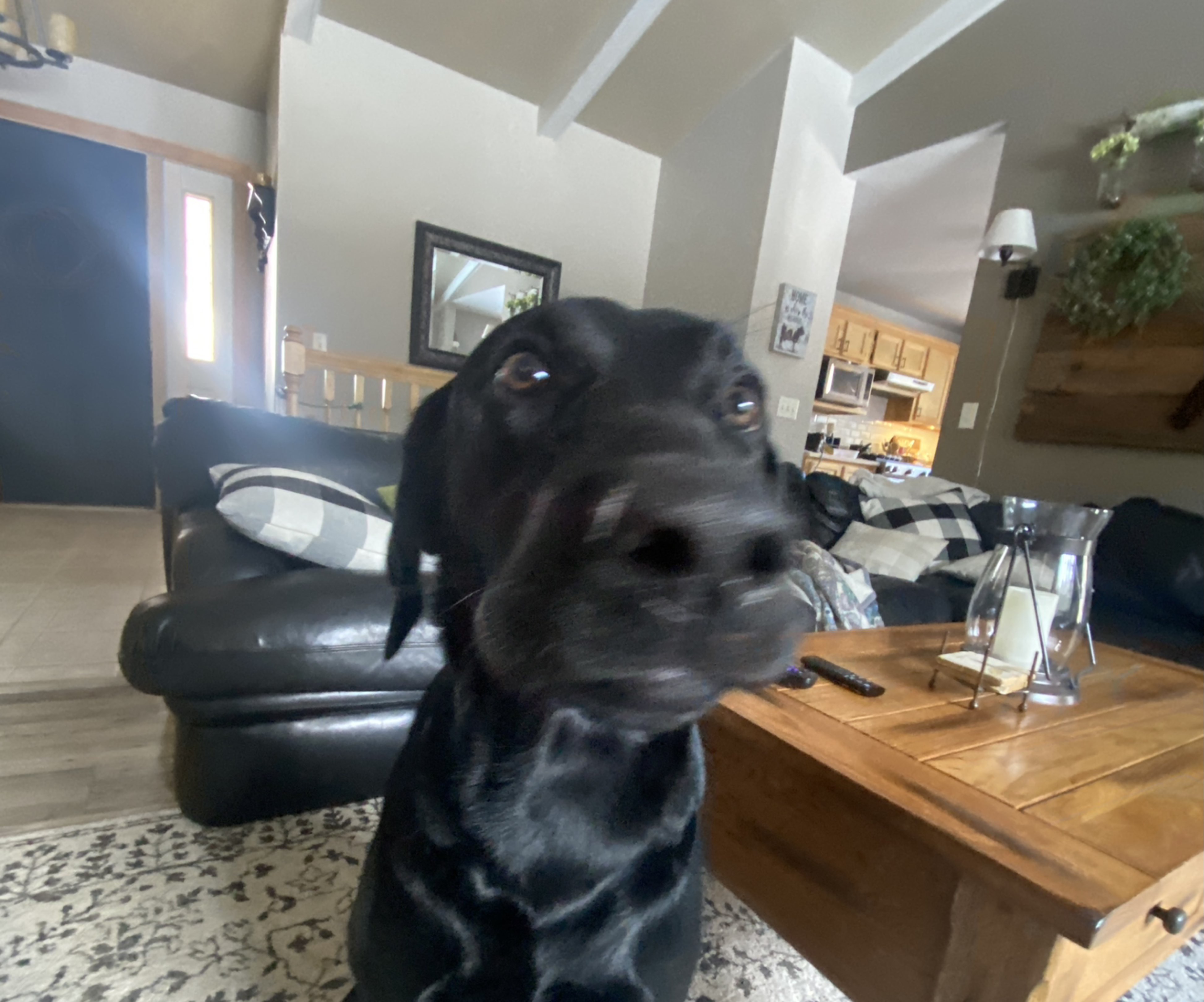 Boomer | Fi Smart Dog Collar