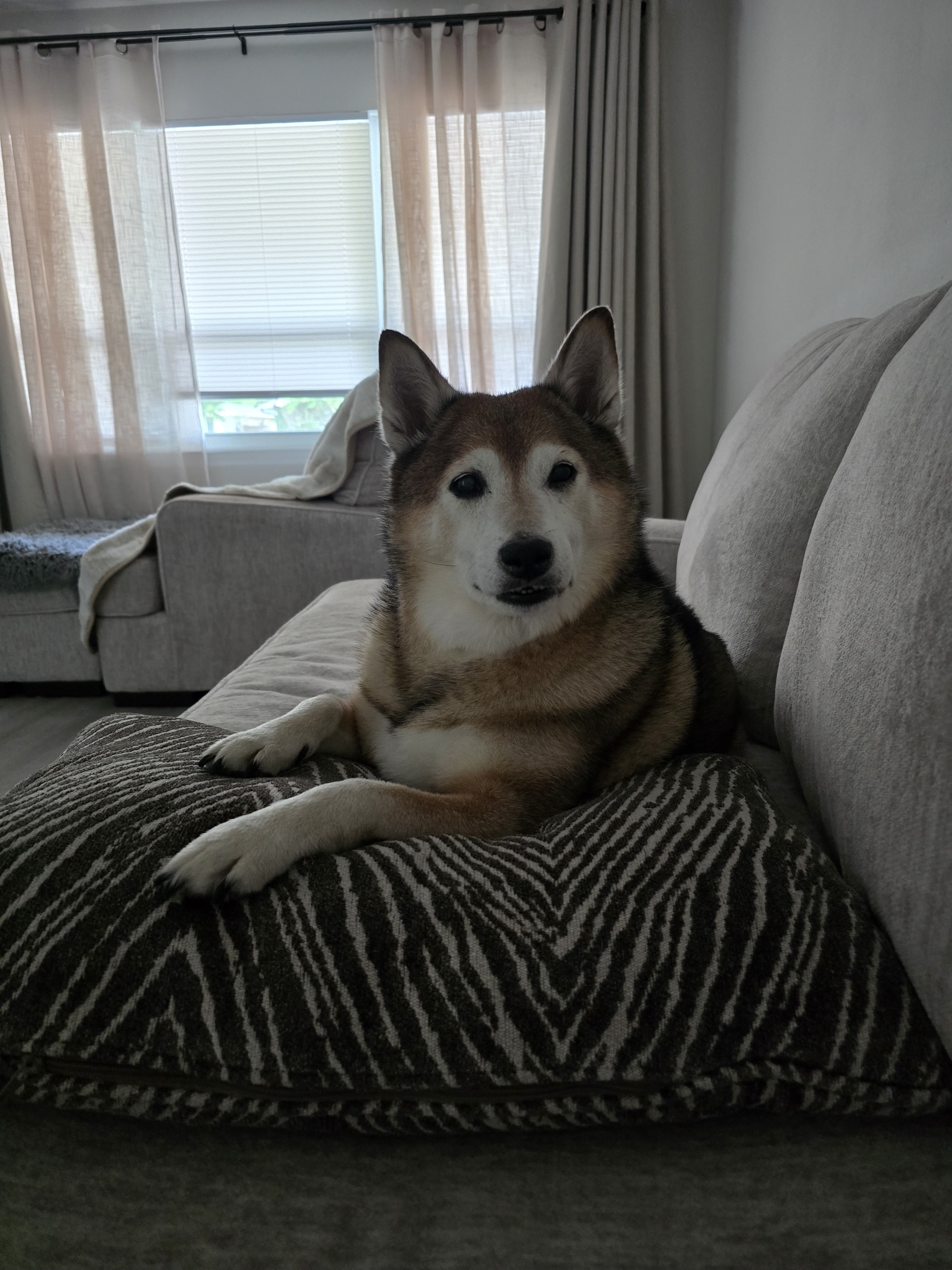 A picture of Ares, a 9 years 10 months old Other dog.