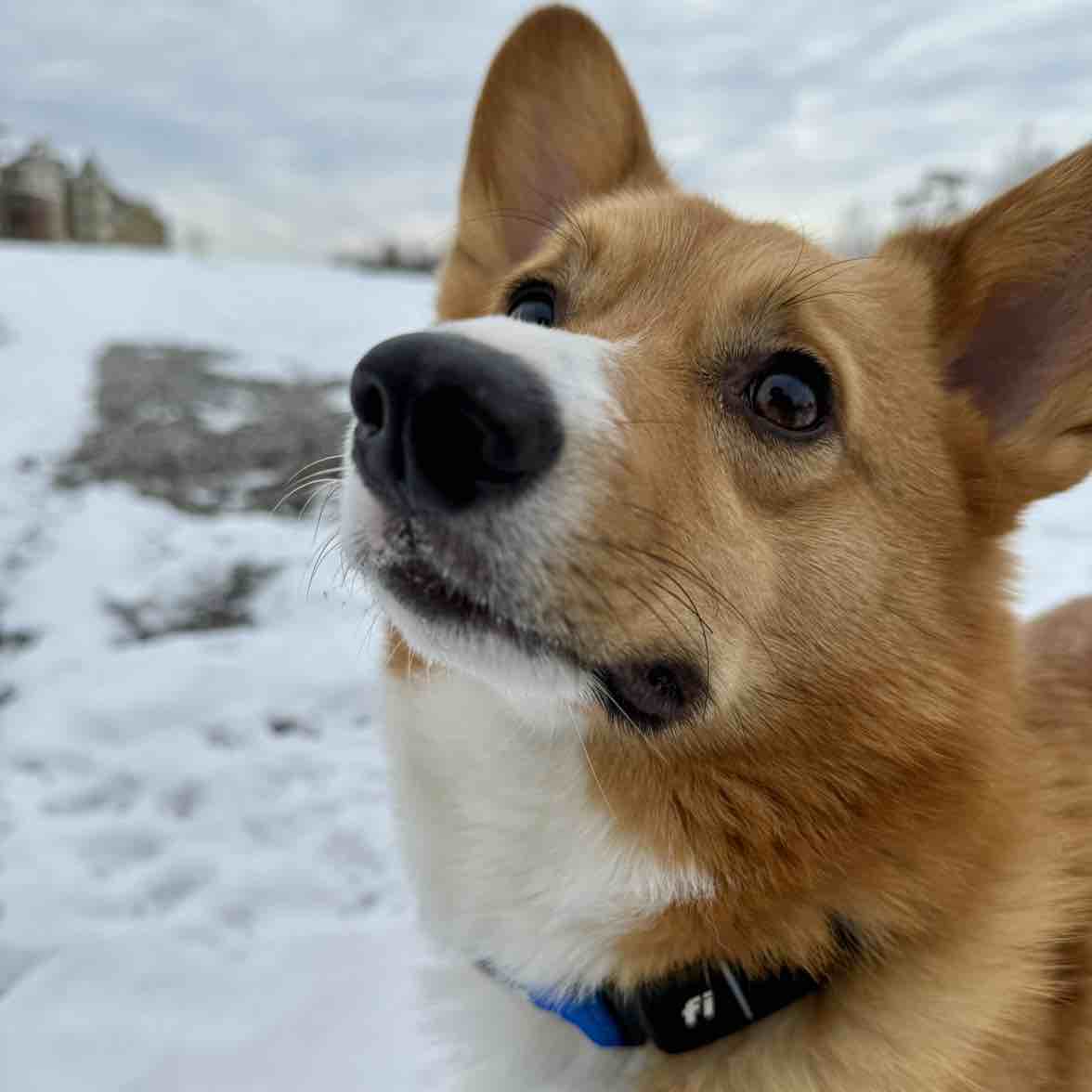 A picture of Bean, a 5 years old Other dog.