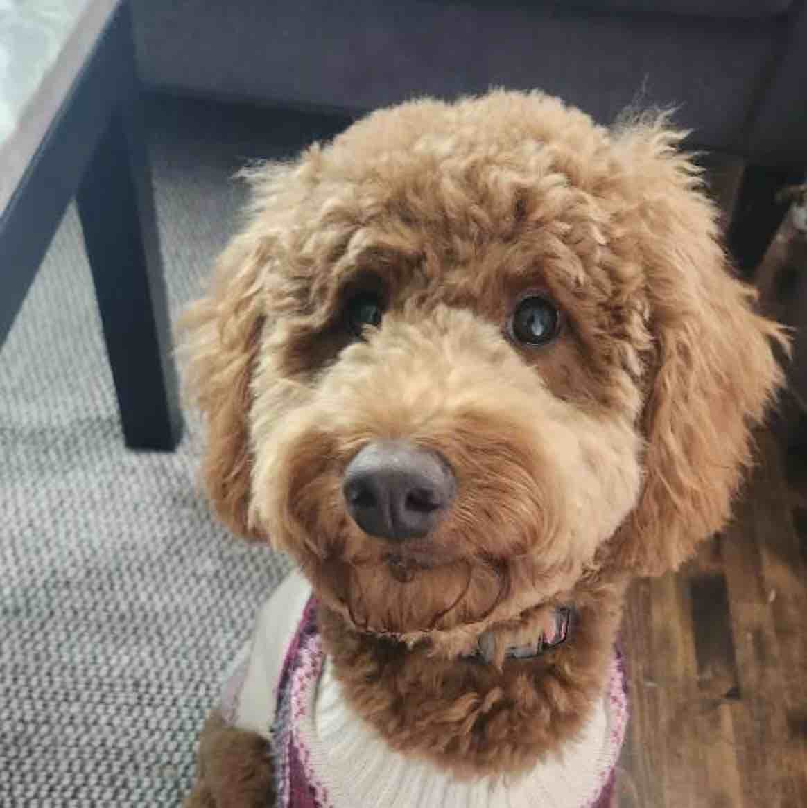 A picture of Tulip, a 3 years 3 months old Other Mix dog.