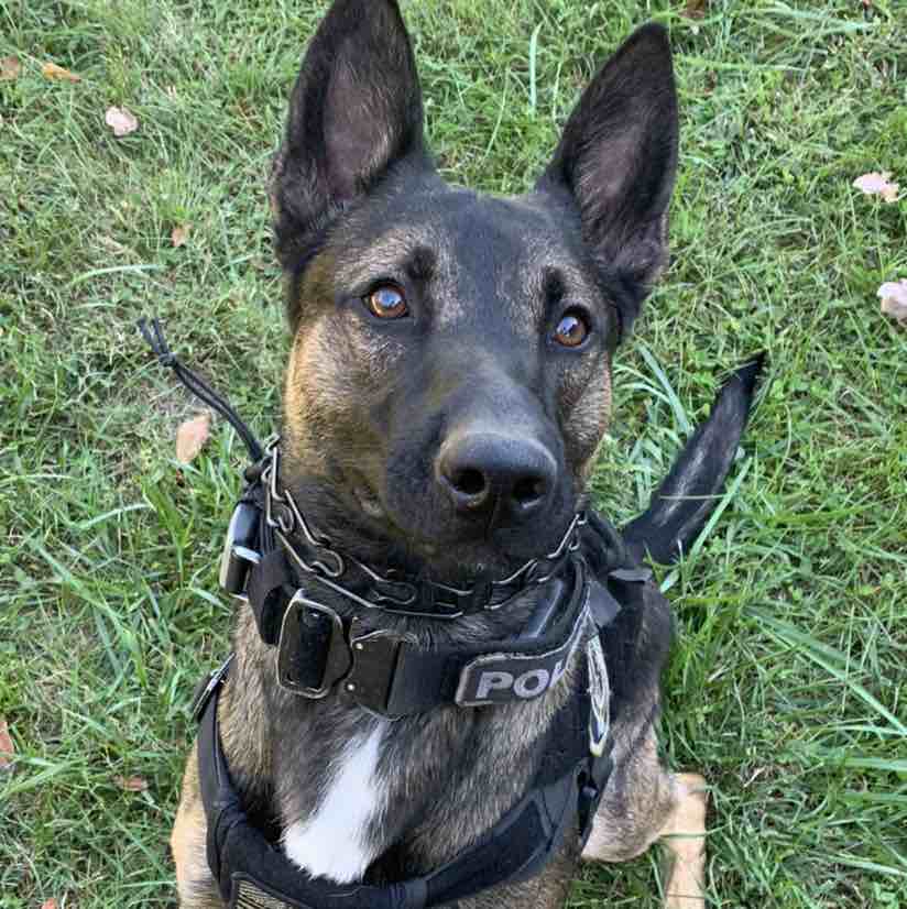 A picture of Azi, a 4 years 5 months old Belgian Malinois dog.