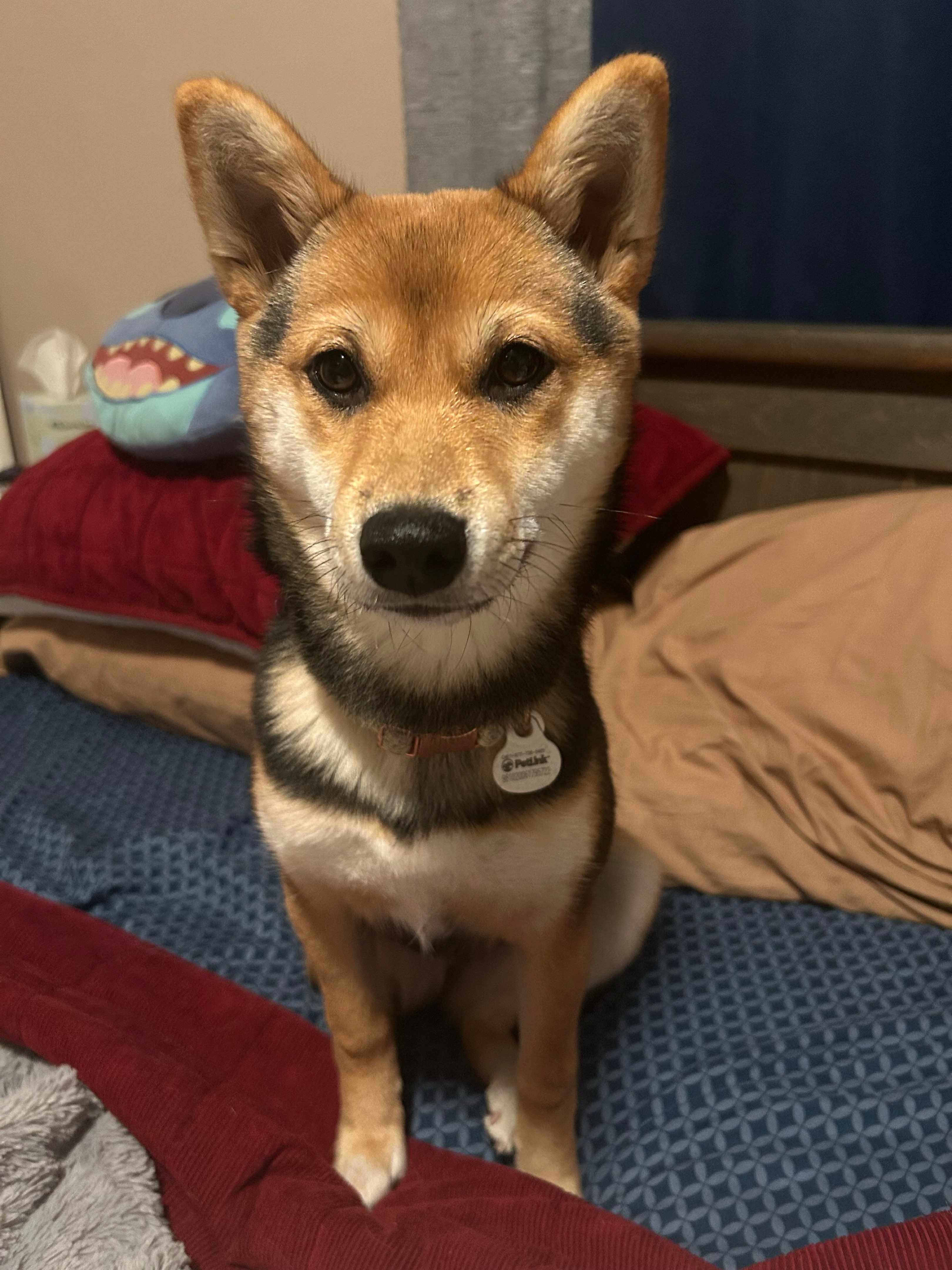 Matcha | Fi Smart Dog Collar