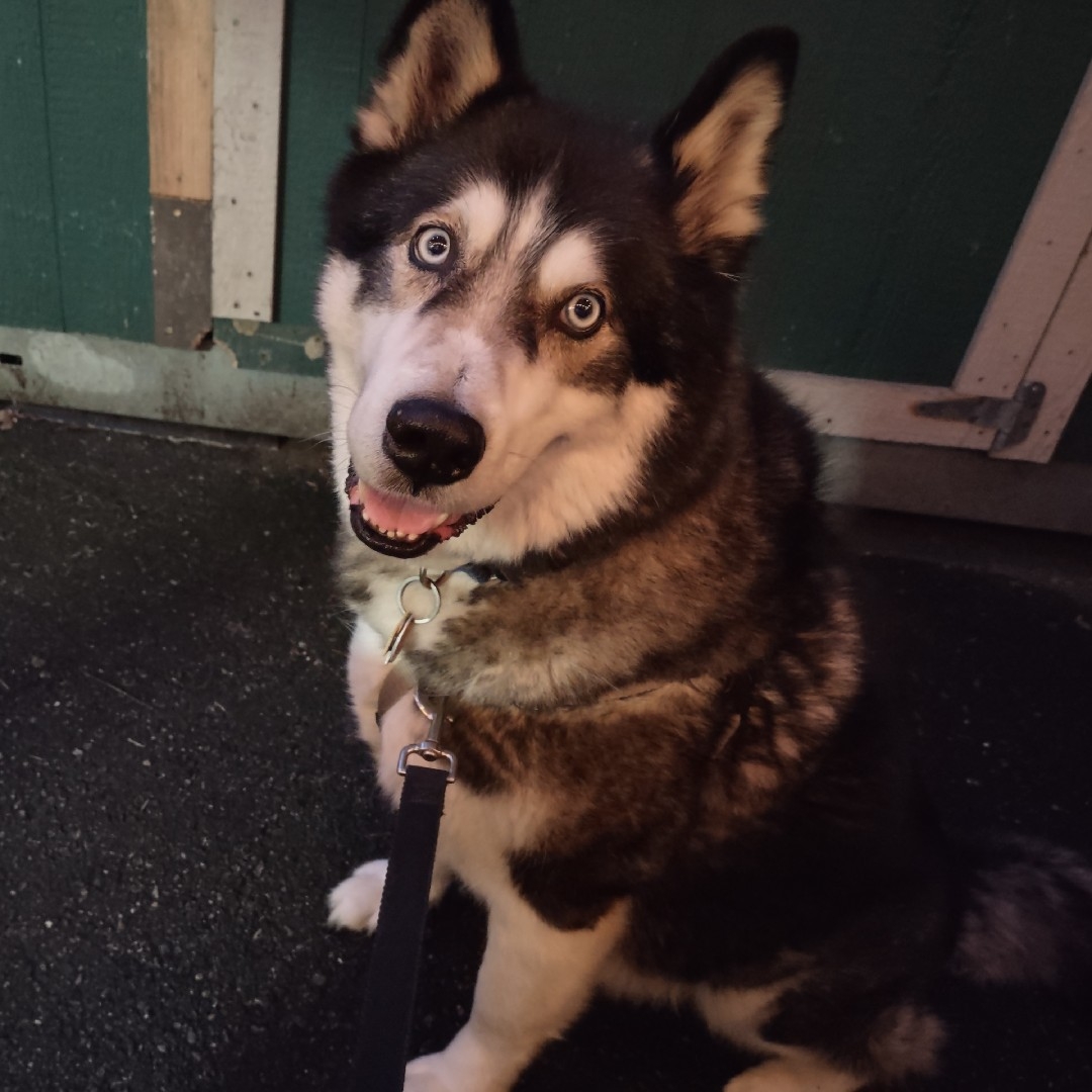 A picture of Akito, a 10 years 3 months old Other Mix dog.