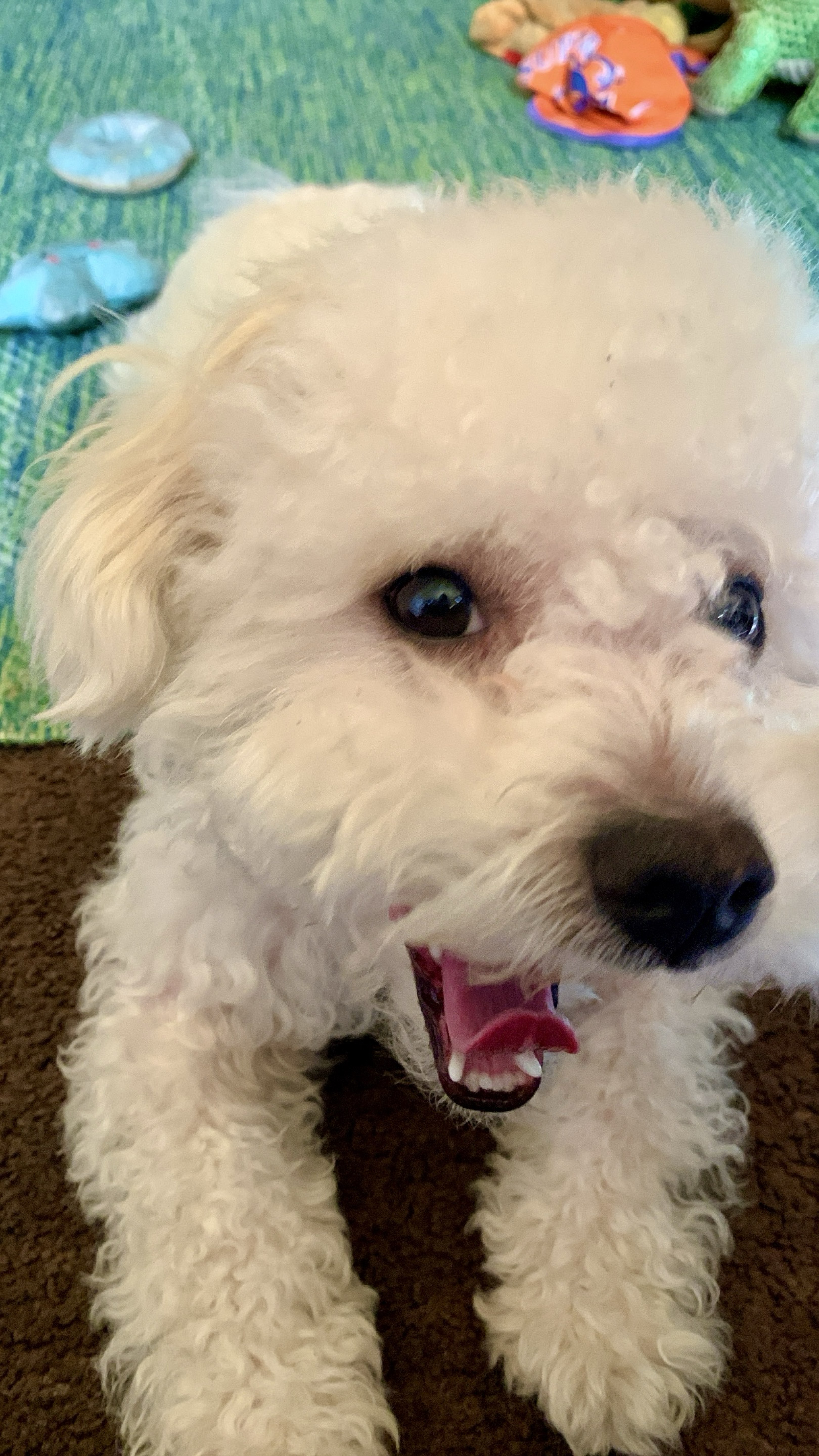 A picture of Coco, a 1 year 11 months old Other dog.