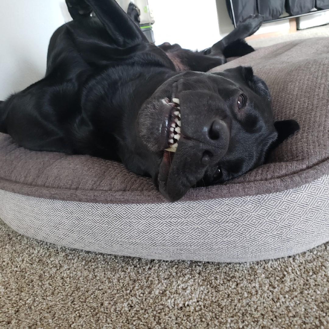 A picture of Barrel, a 10 years 10 months old Other dog.