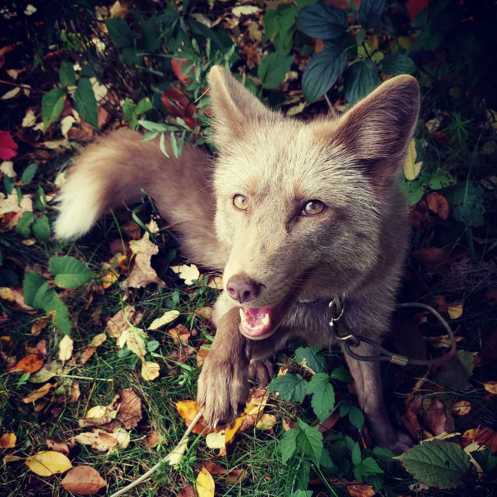 A picture of Khaleesi, a 6 years 2 months old Other Mix dog.