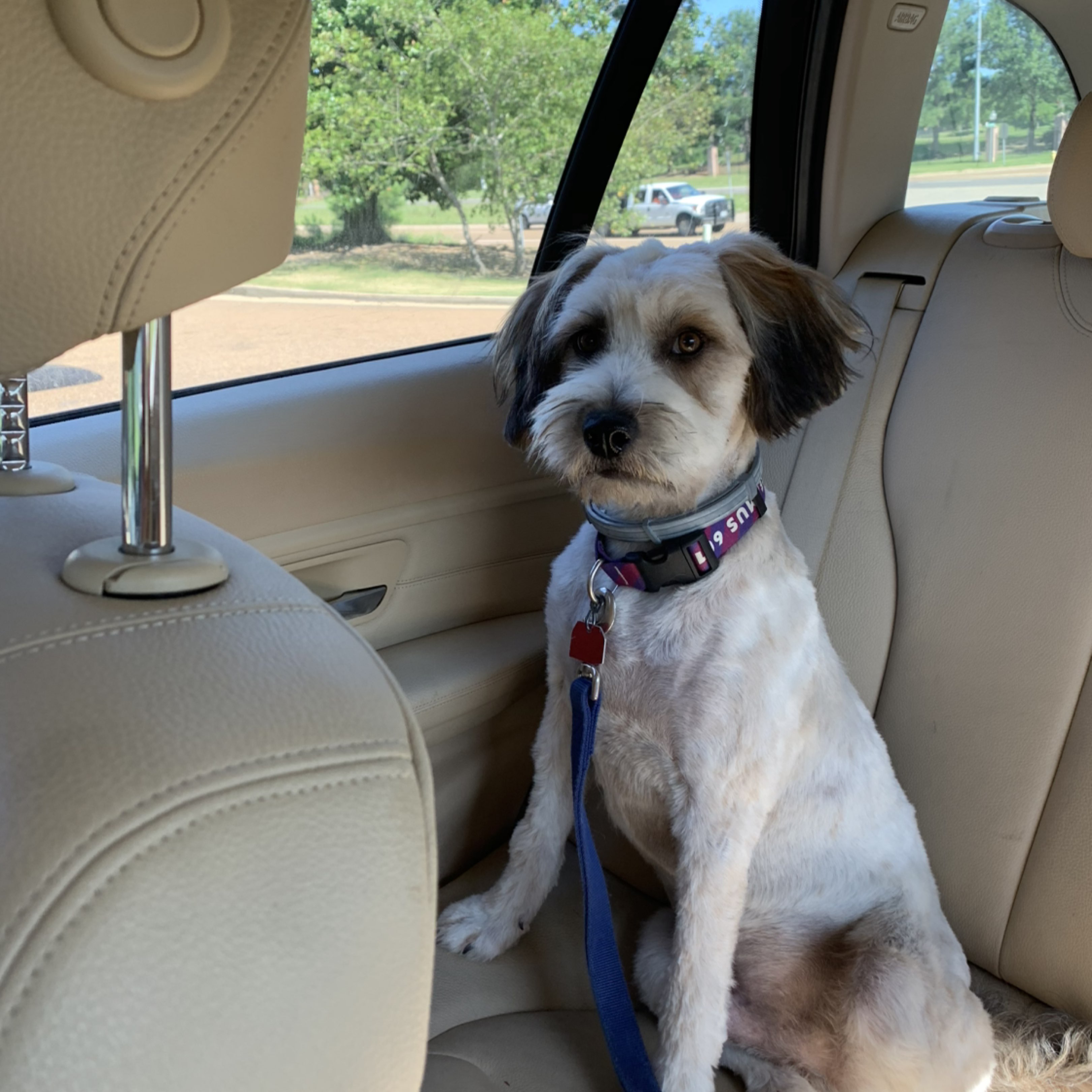 A picture of Seamus, a 7 years 6 months old Other Mix dog.